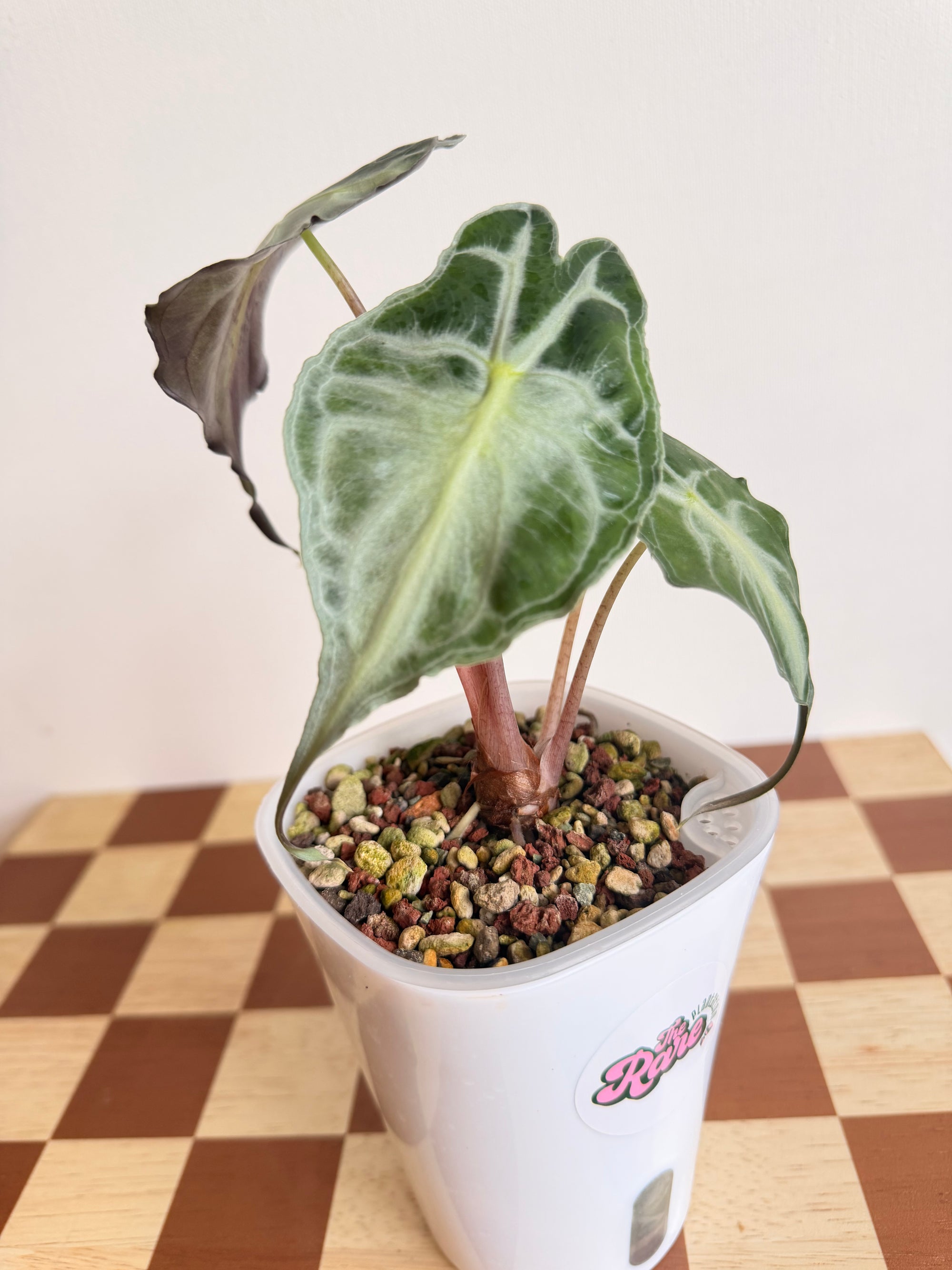 Alocasia Venom in Pon-Plant A