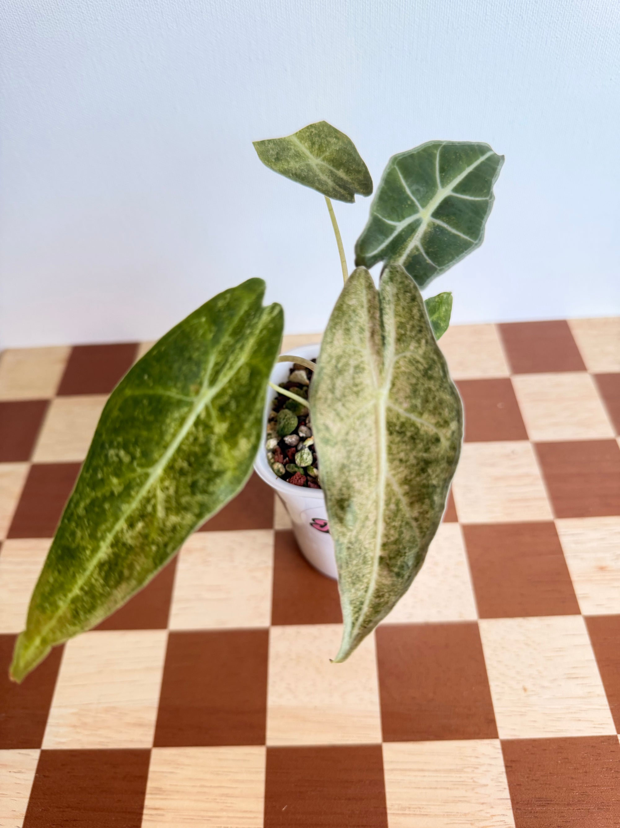 Alocasia Longiloba Black Saturn Stardust