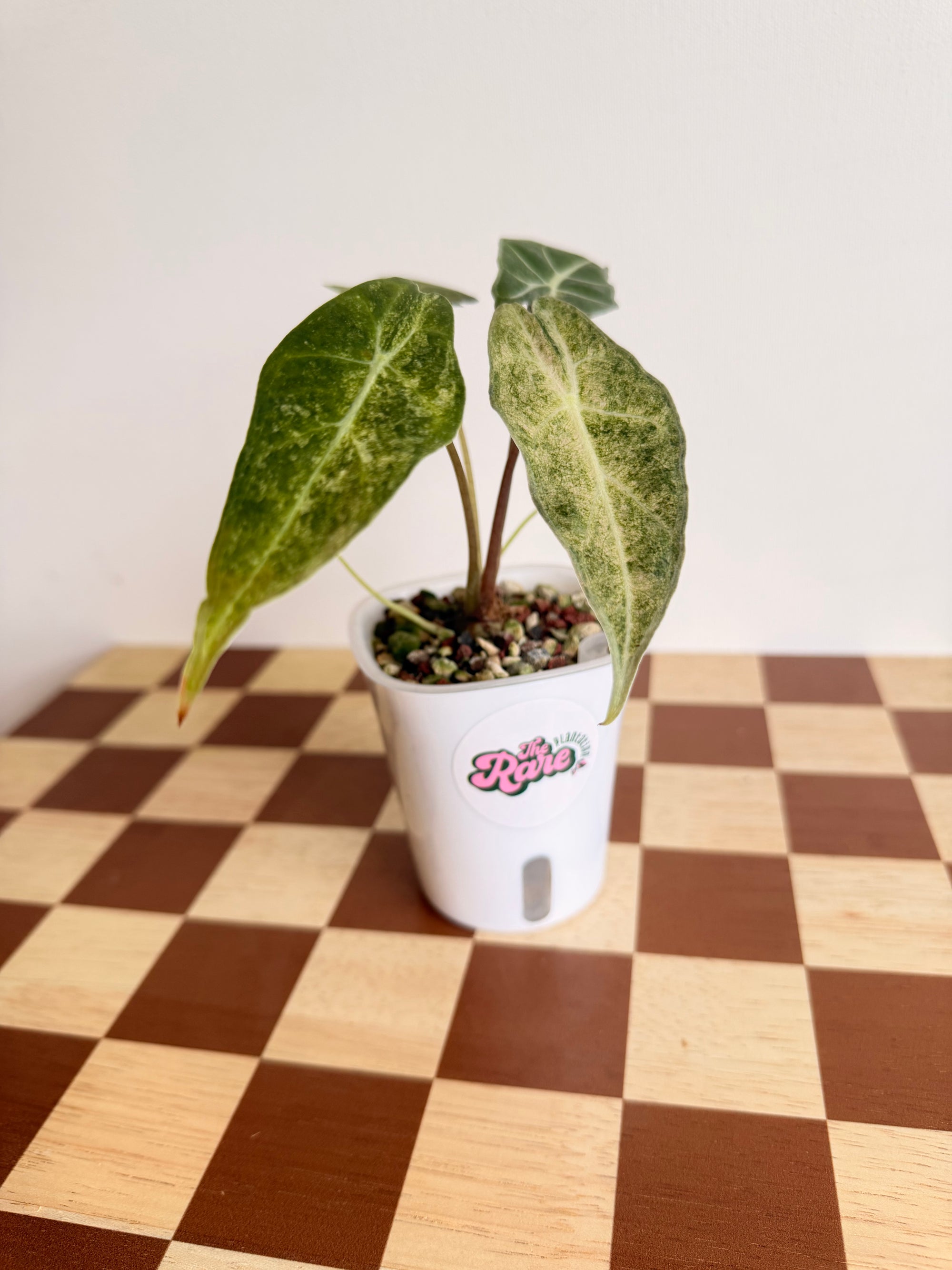 Alocasia Longiloba Black Saturn Stardust