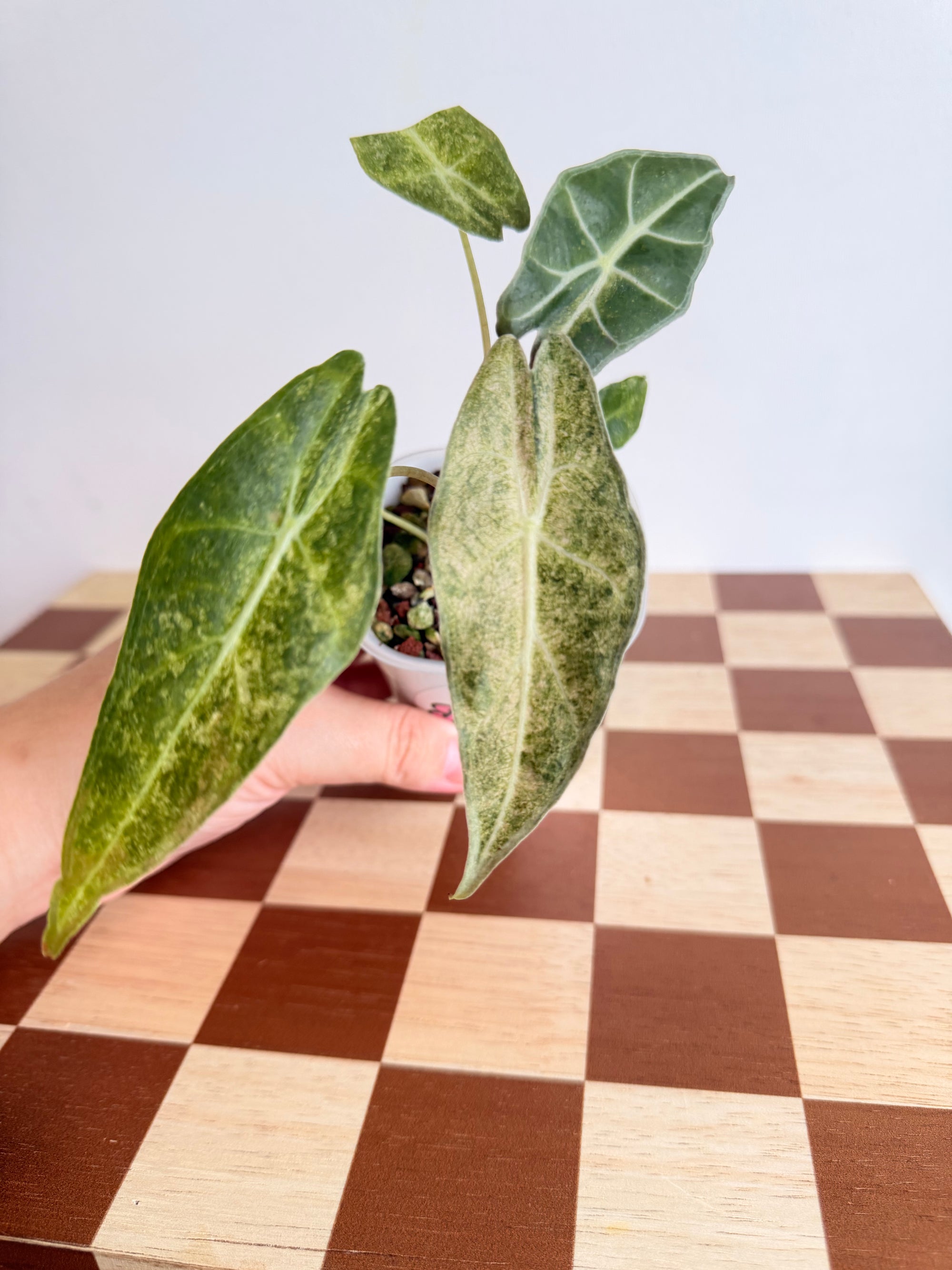 Alocasia Longiloba Black Saturn Stardust