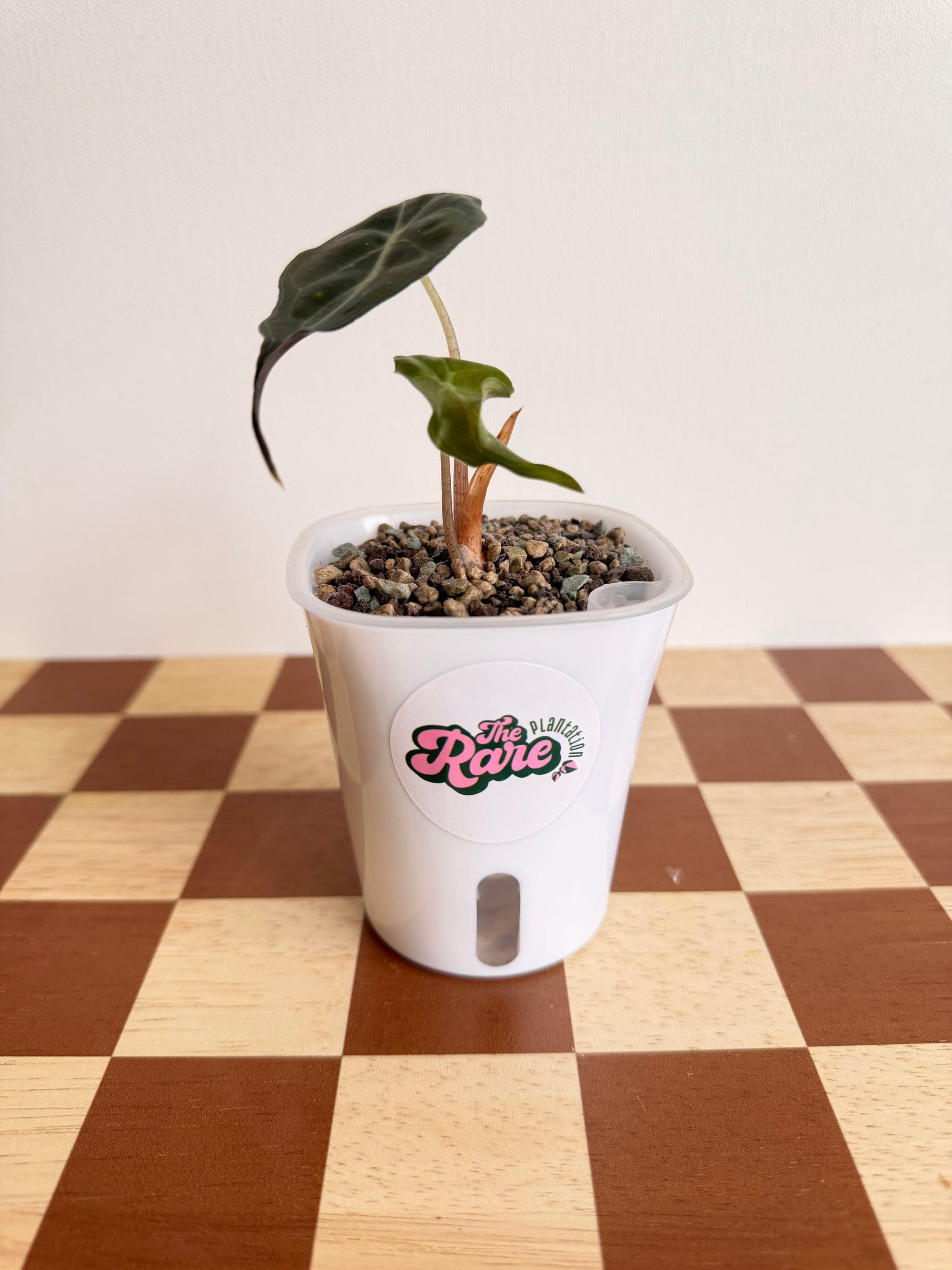 Alocasia Venom- In Pon (Small)