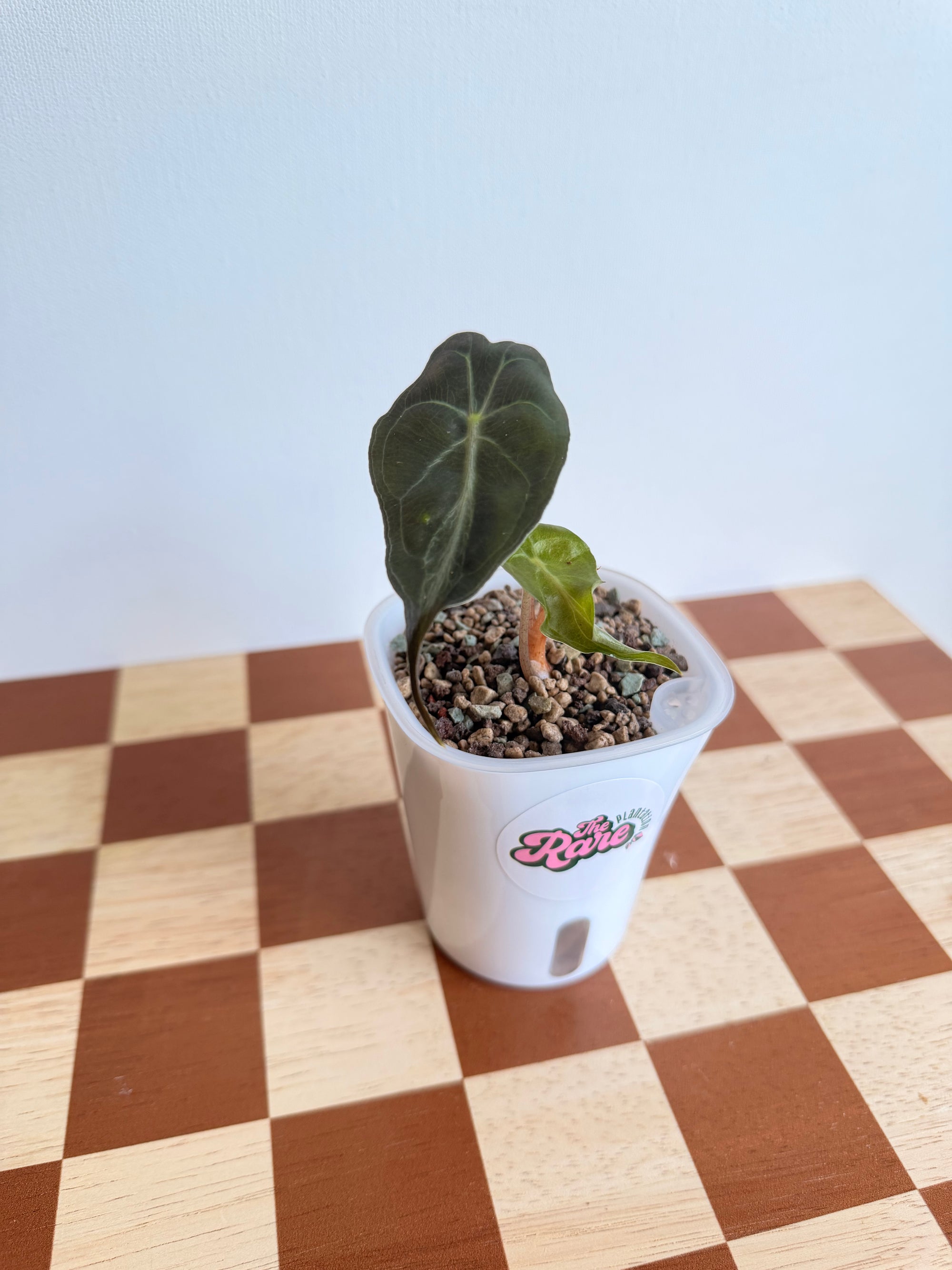 Alocasia Venom- In Pon (Small)