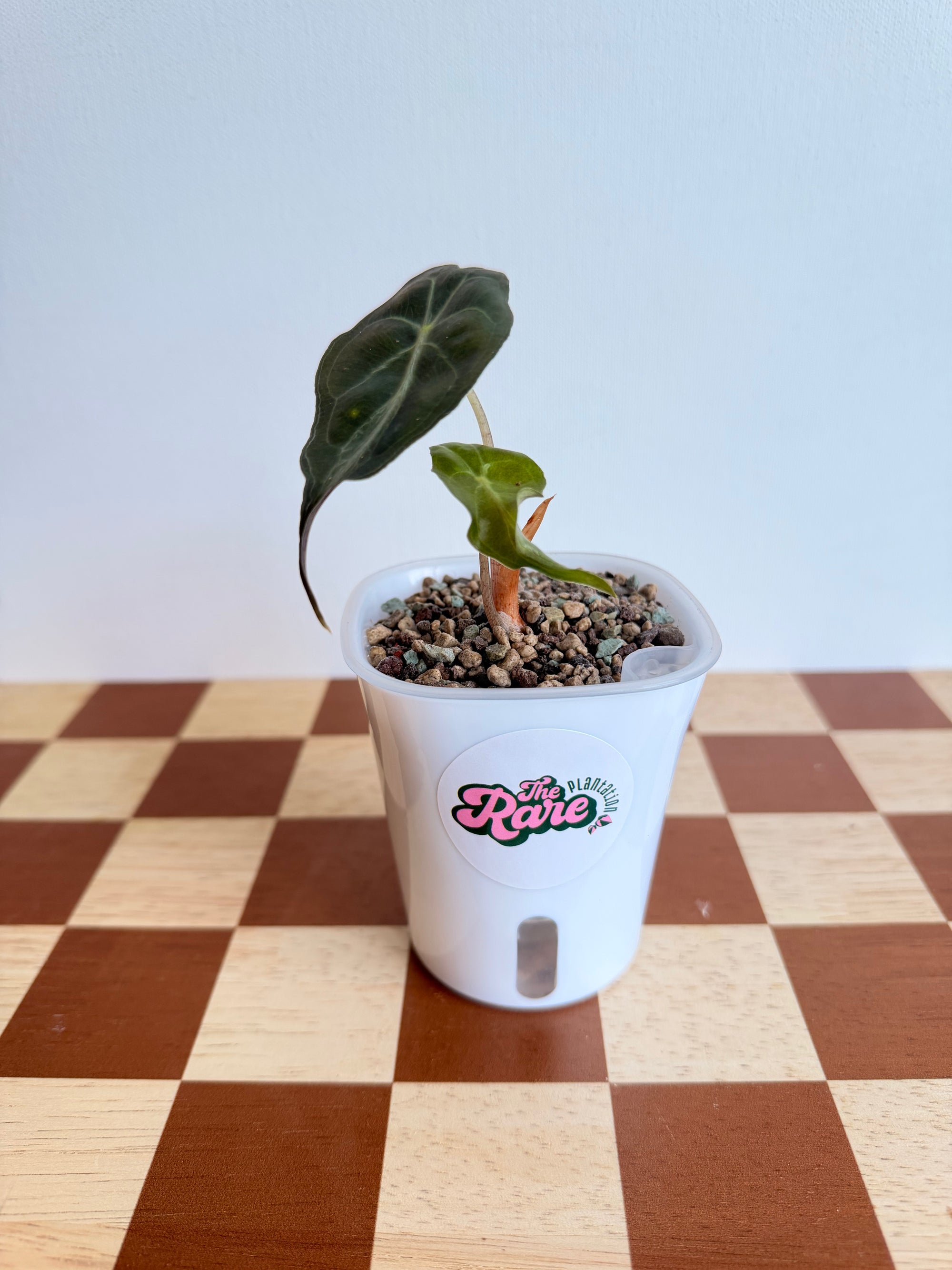Alocasia Venom- In Pon (Small)