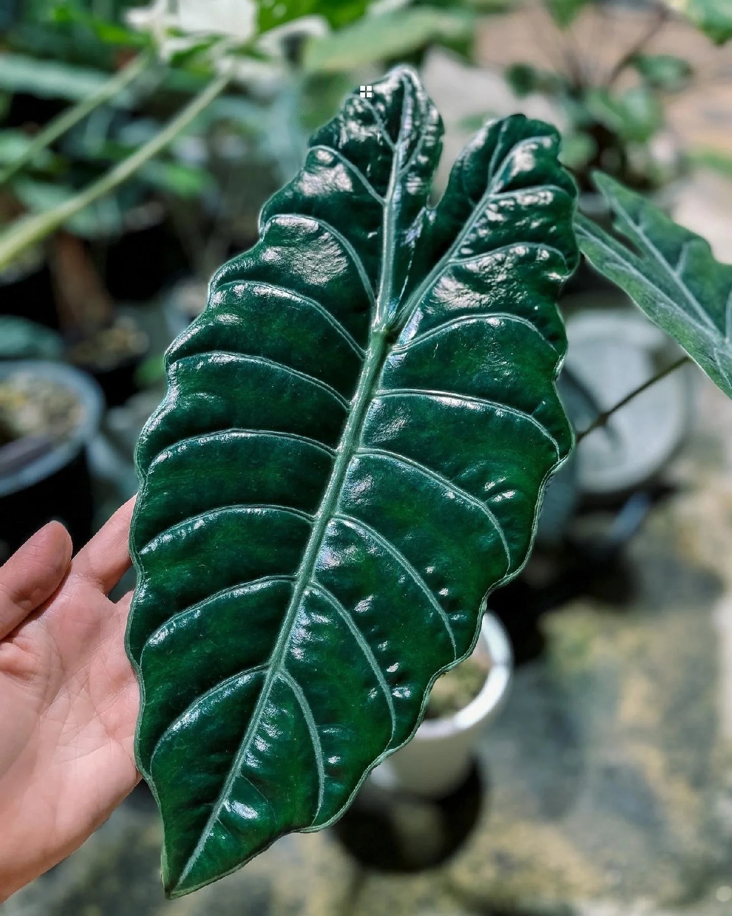 Alocasia Chantrieri