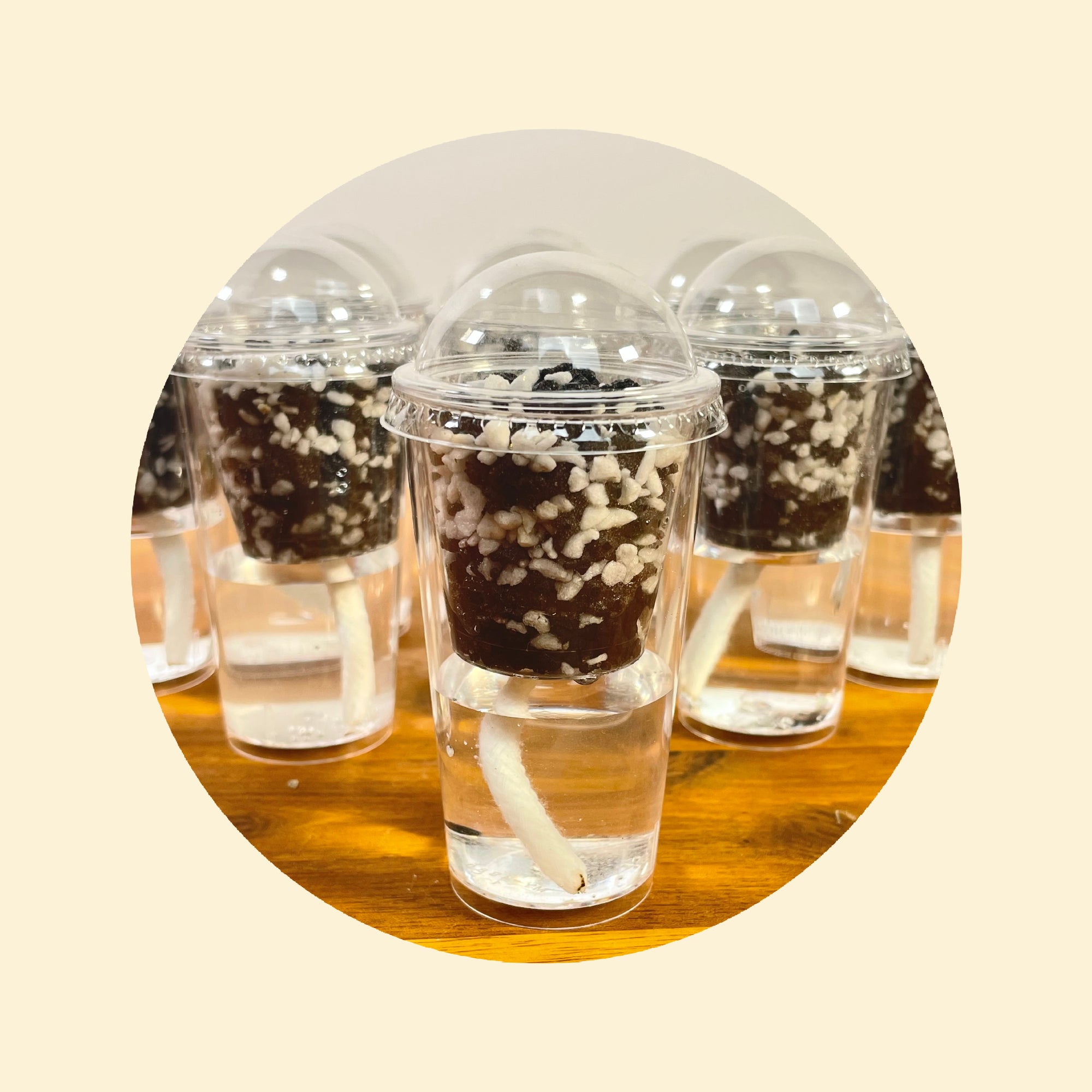 Alocasia Corm/Pup Cup Propagation Kit