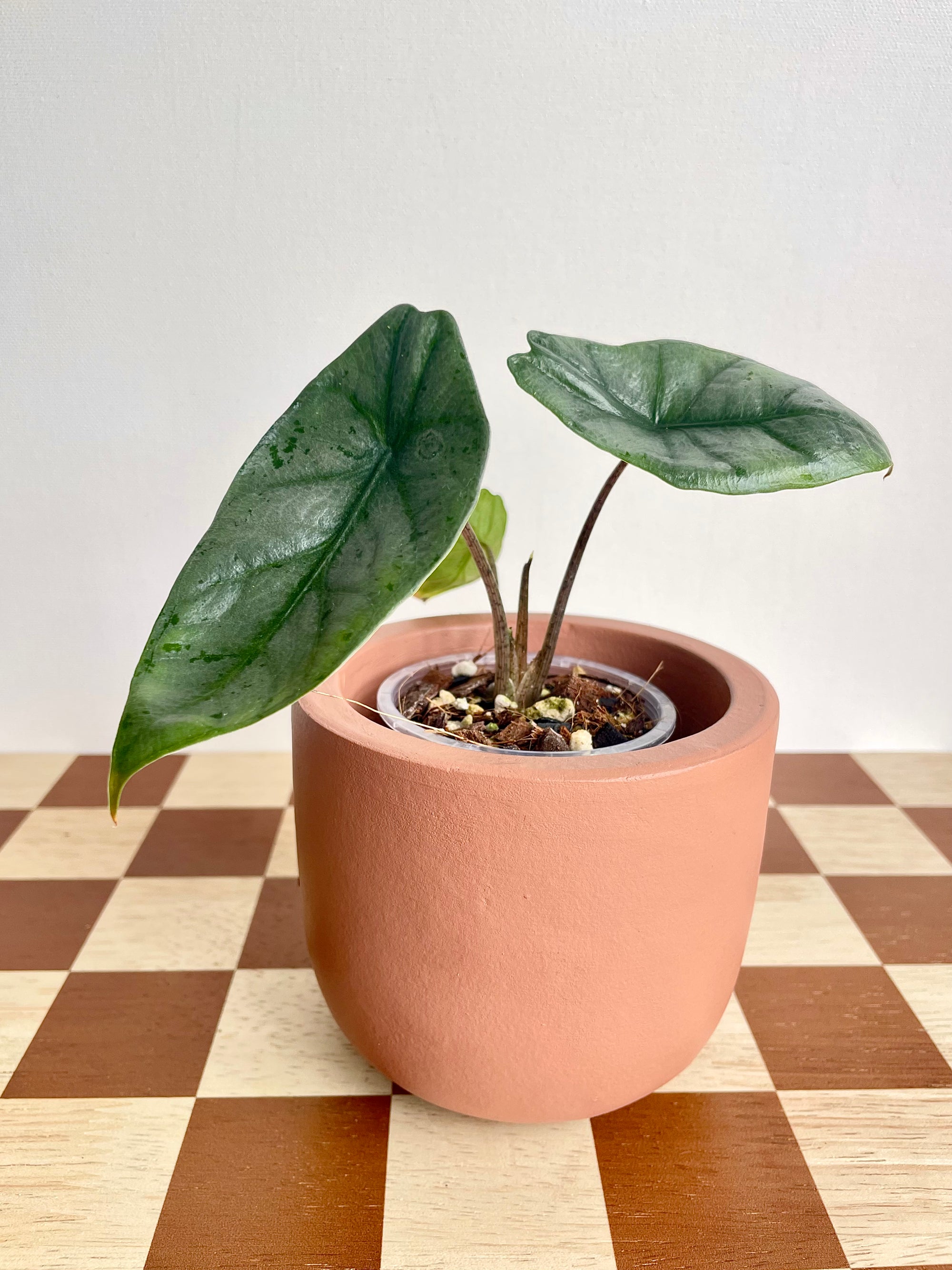 Alocasia Hererophylla ‘Metallic Blue’