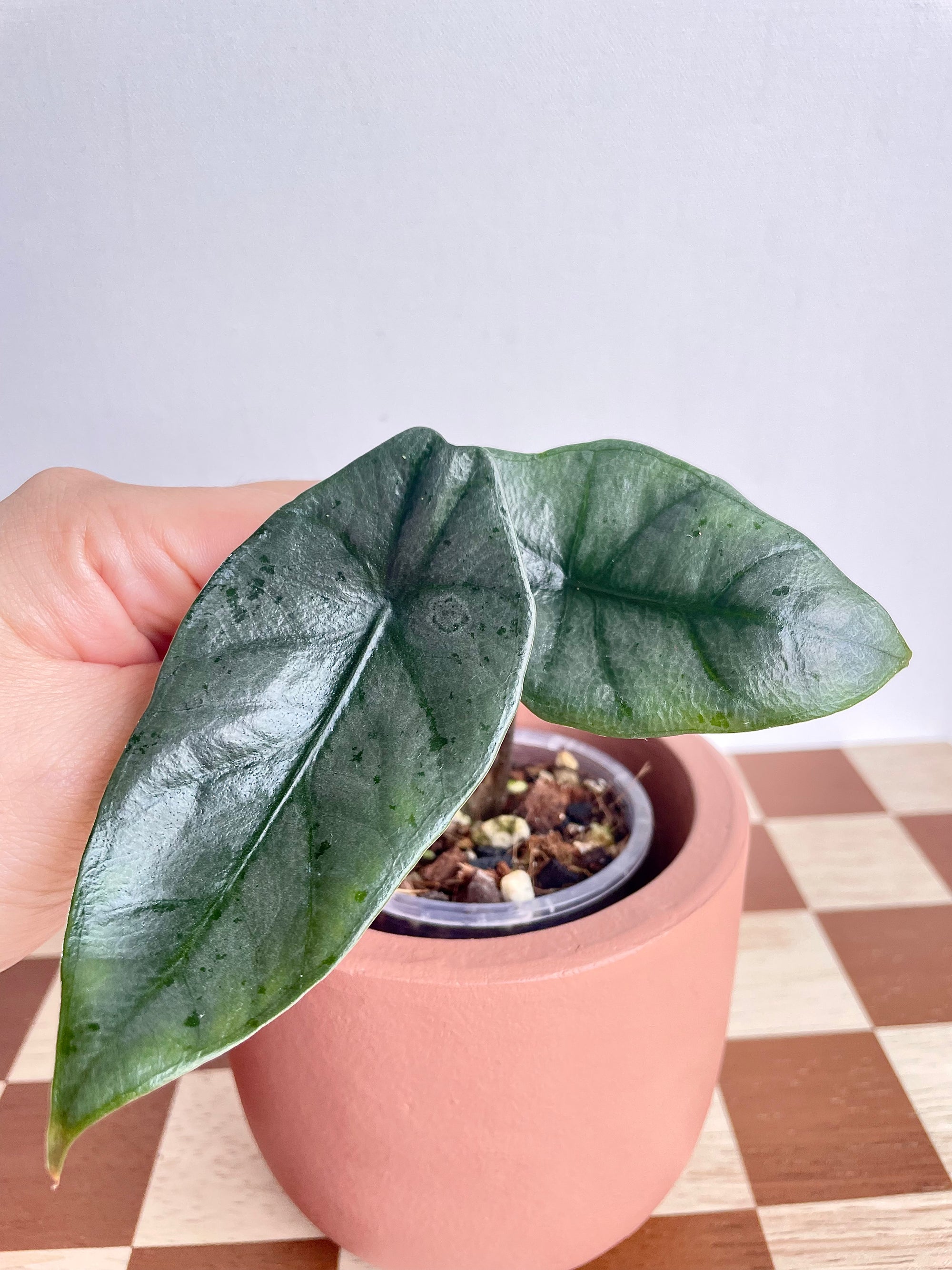 Alocasia Hererophylla ‘Metallic Blue’