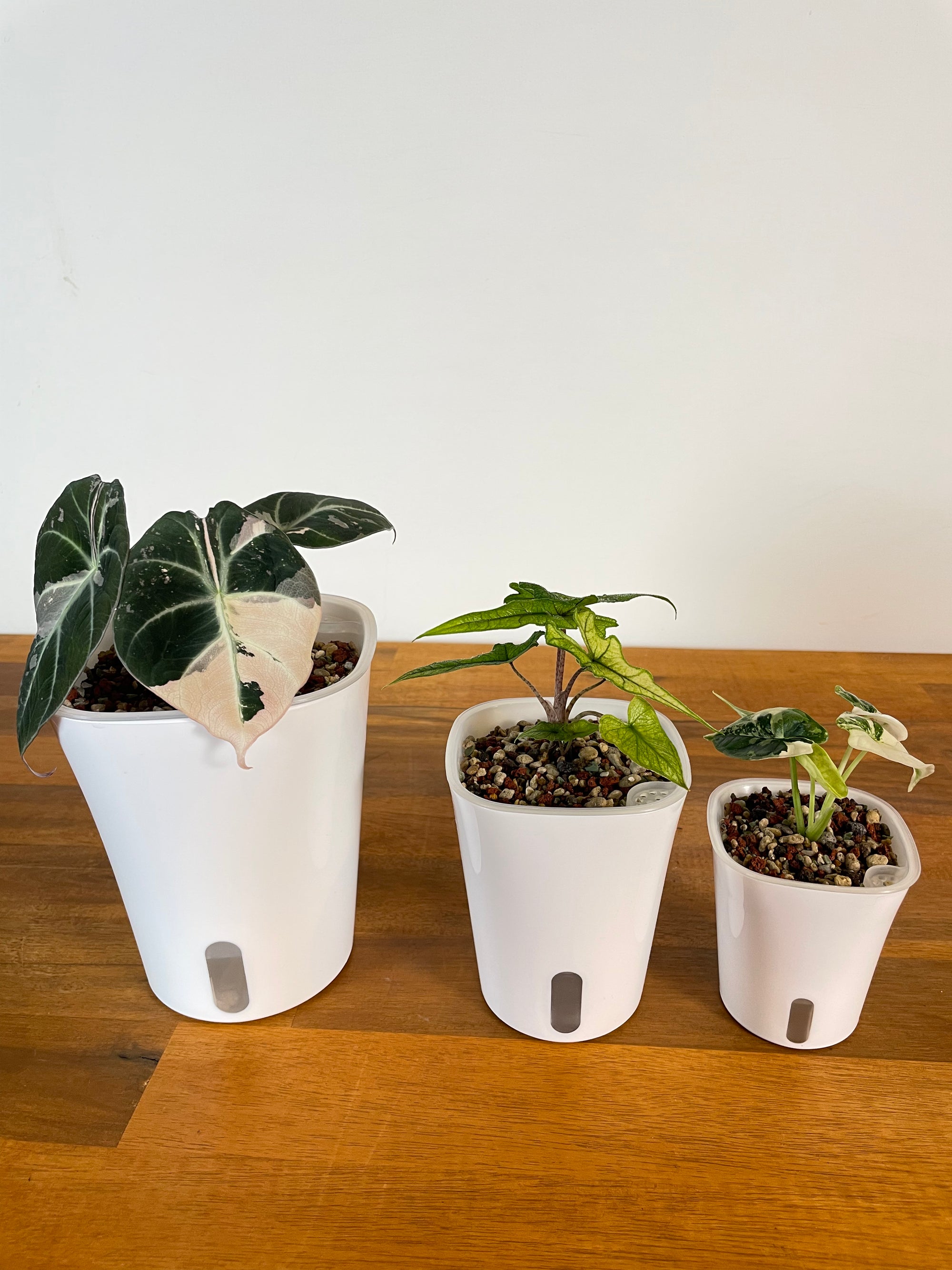 self watering herb planter nz Self Watering Pot- 7.5cm – The Rare Plantation Nz