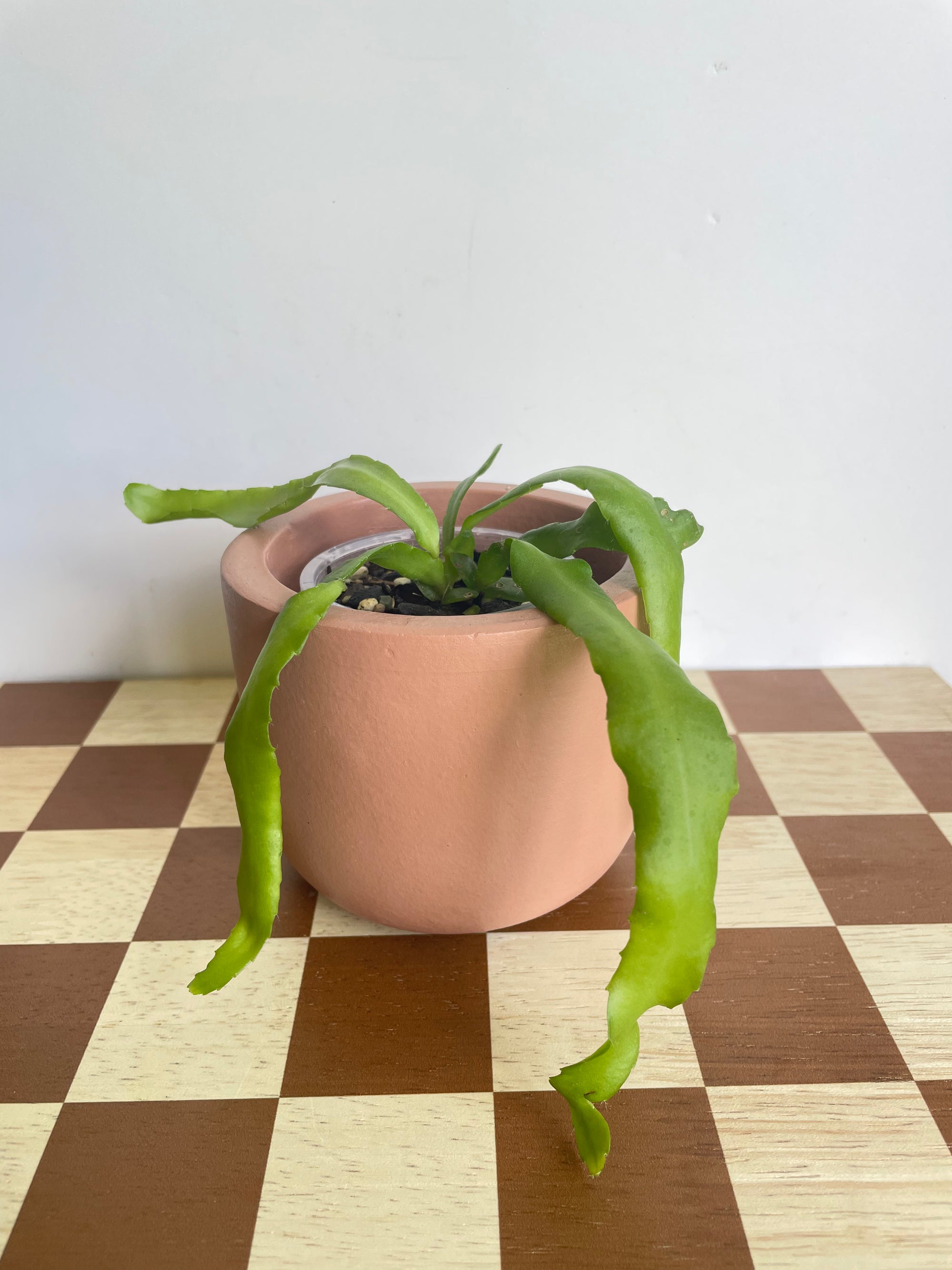 Curly Sue Orchid Cactus- Epiphyllum Guatemalense Monstrose