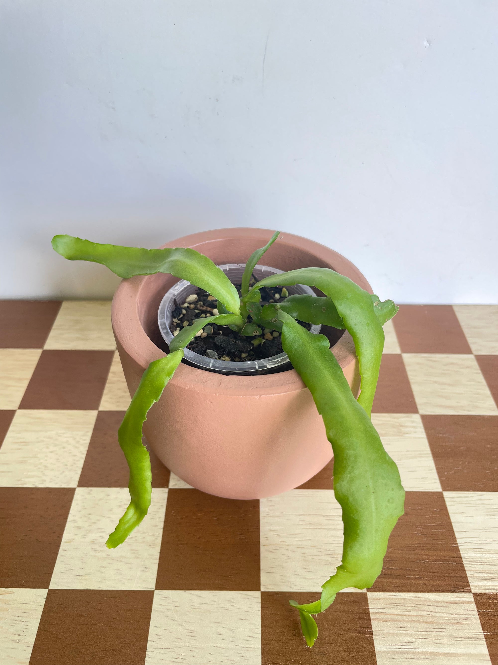 Curly Sue Orchid Cactus- Epiphyllum Guatemalense Monstrose