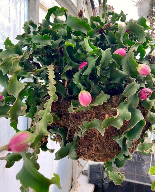 Curly Sue Orchid Cactus- Epiphyllum Guatemalense Monstrose