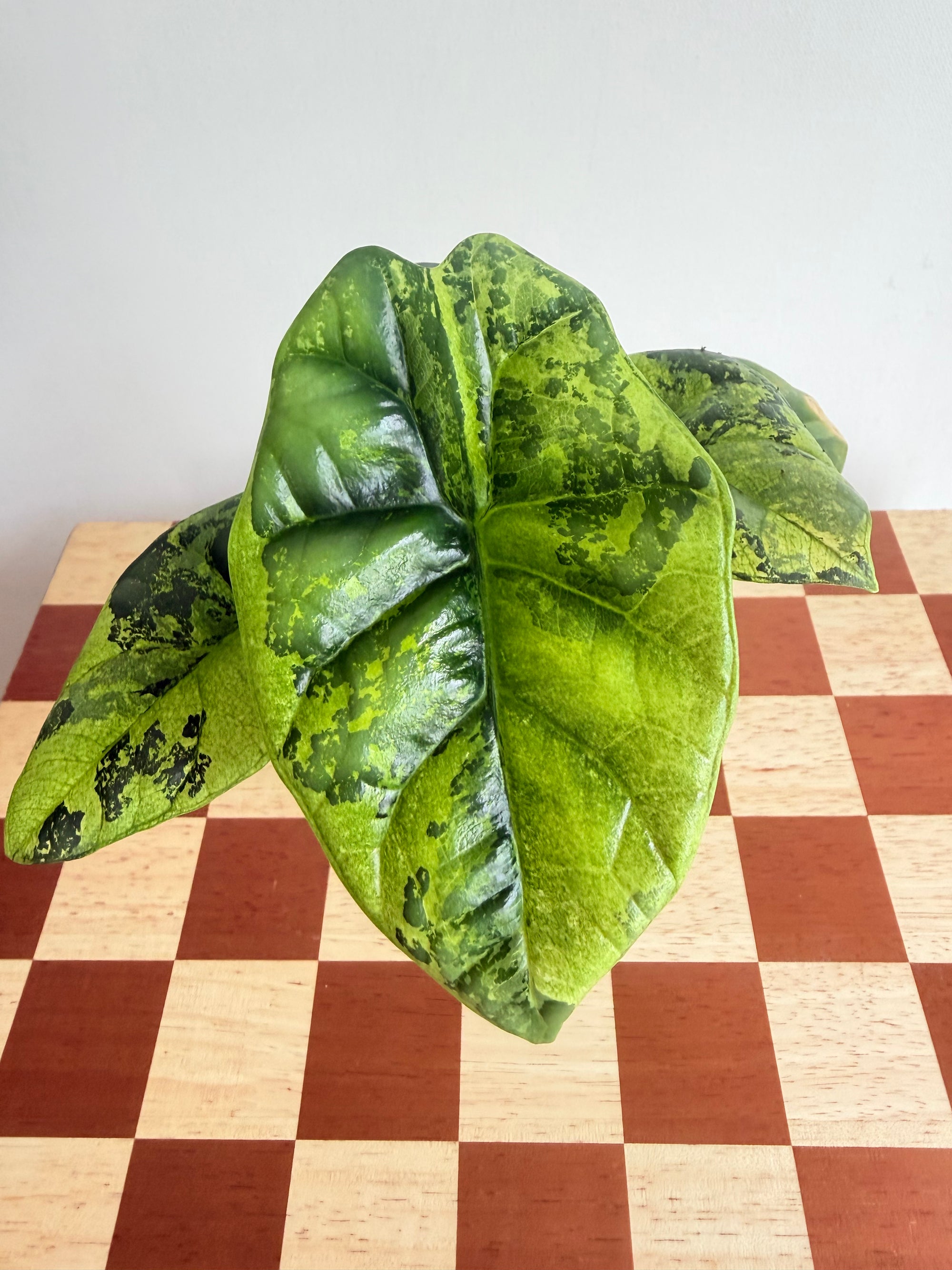 Alocasia Sinuata Variegated in Pon-Plant A