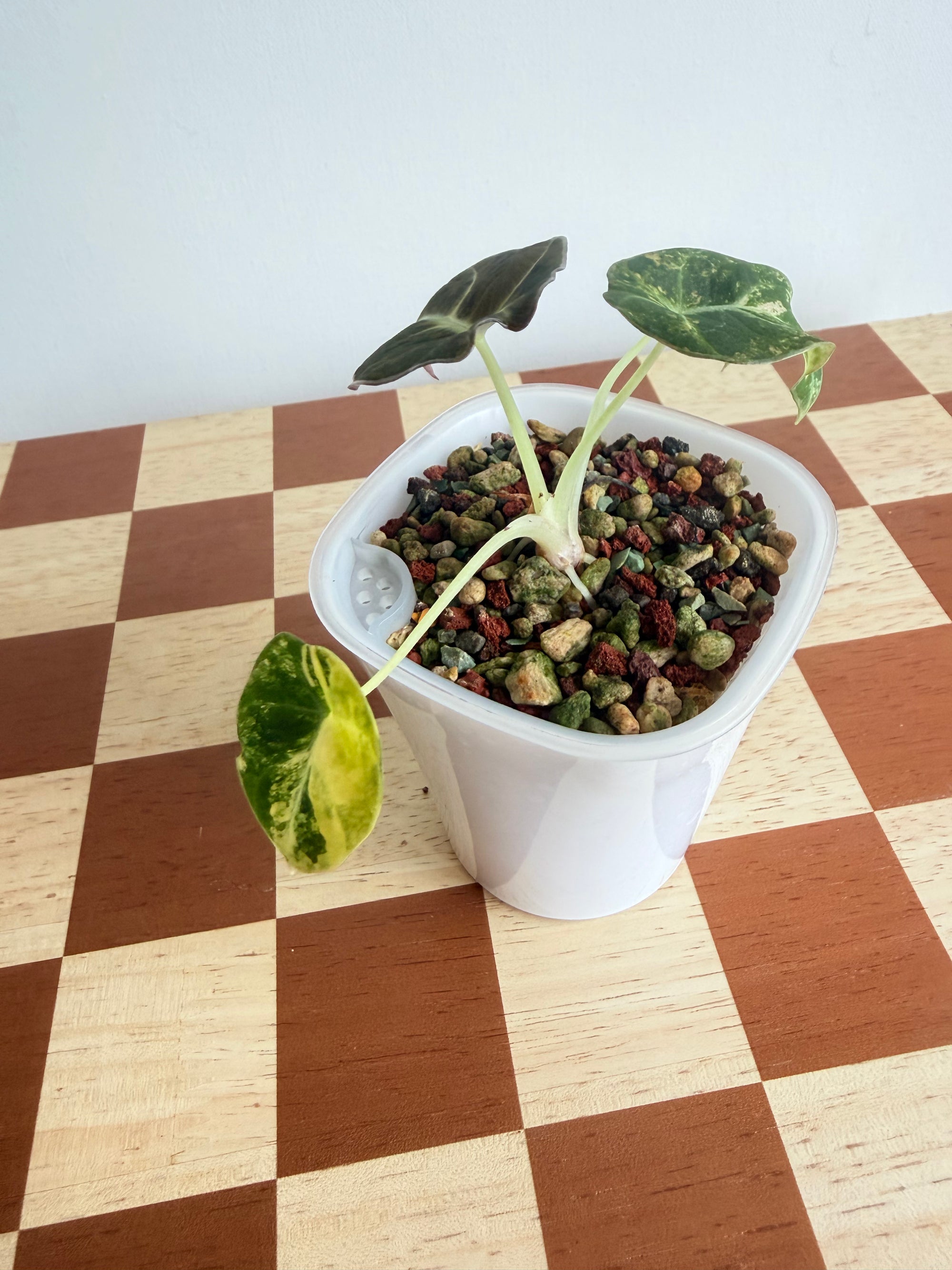 Alocasia Black Velvet Gold/Aurea in Pon-Plant A