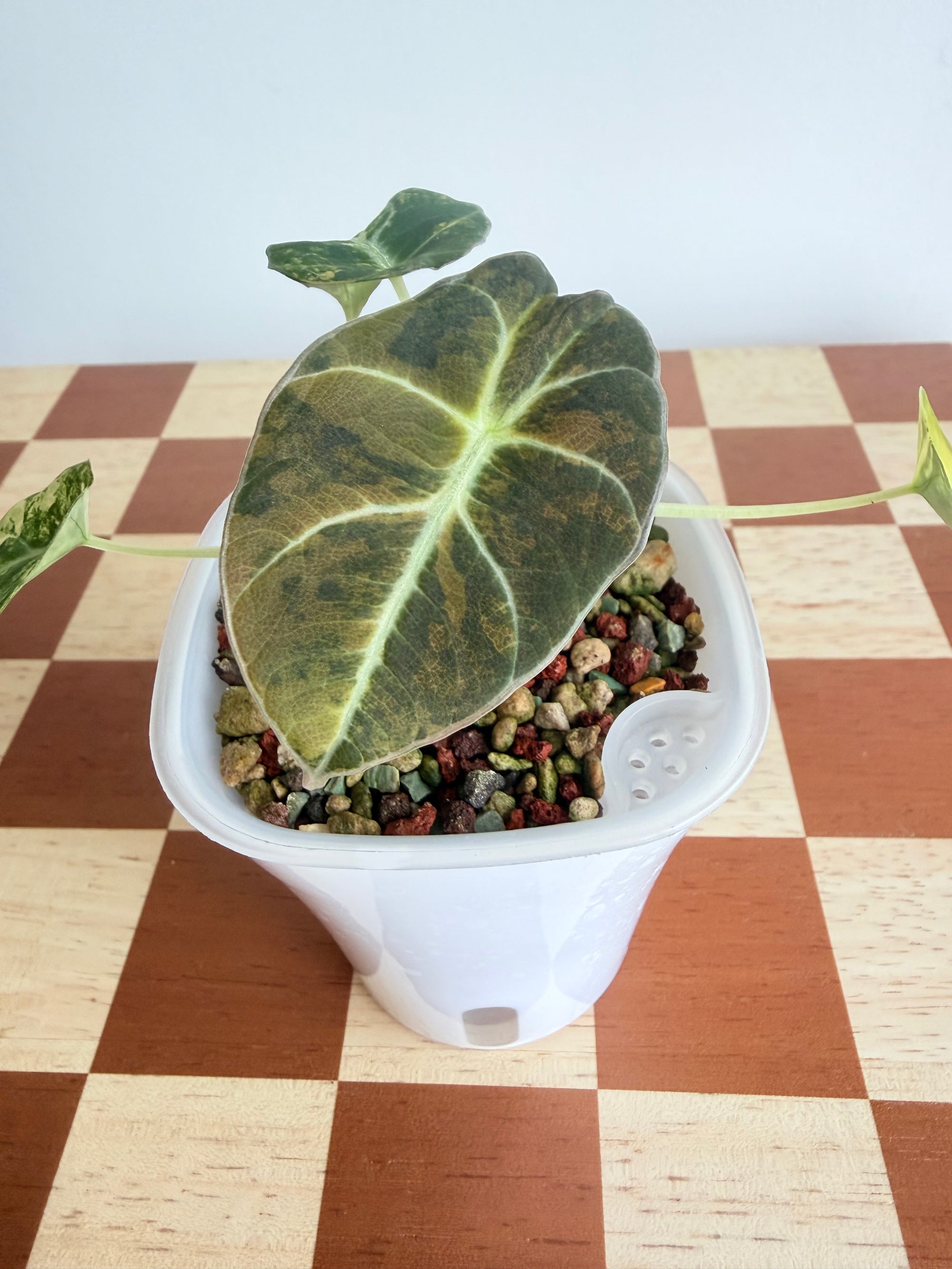 Alocasia Black Velvet Gold/Aurea in Pon-Plant A