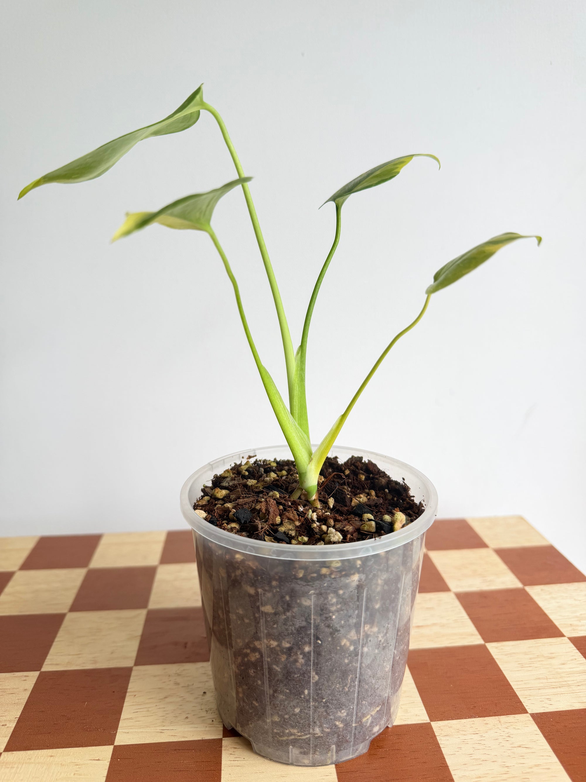 Monstera Electrolyte -Plant A