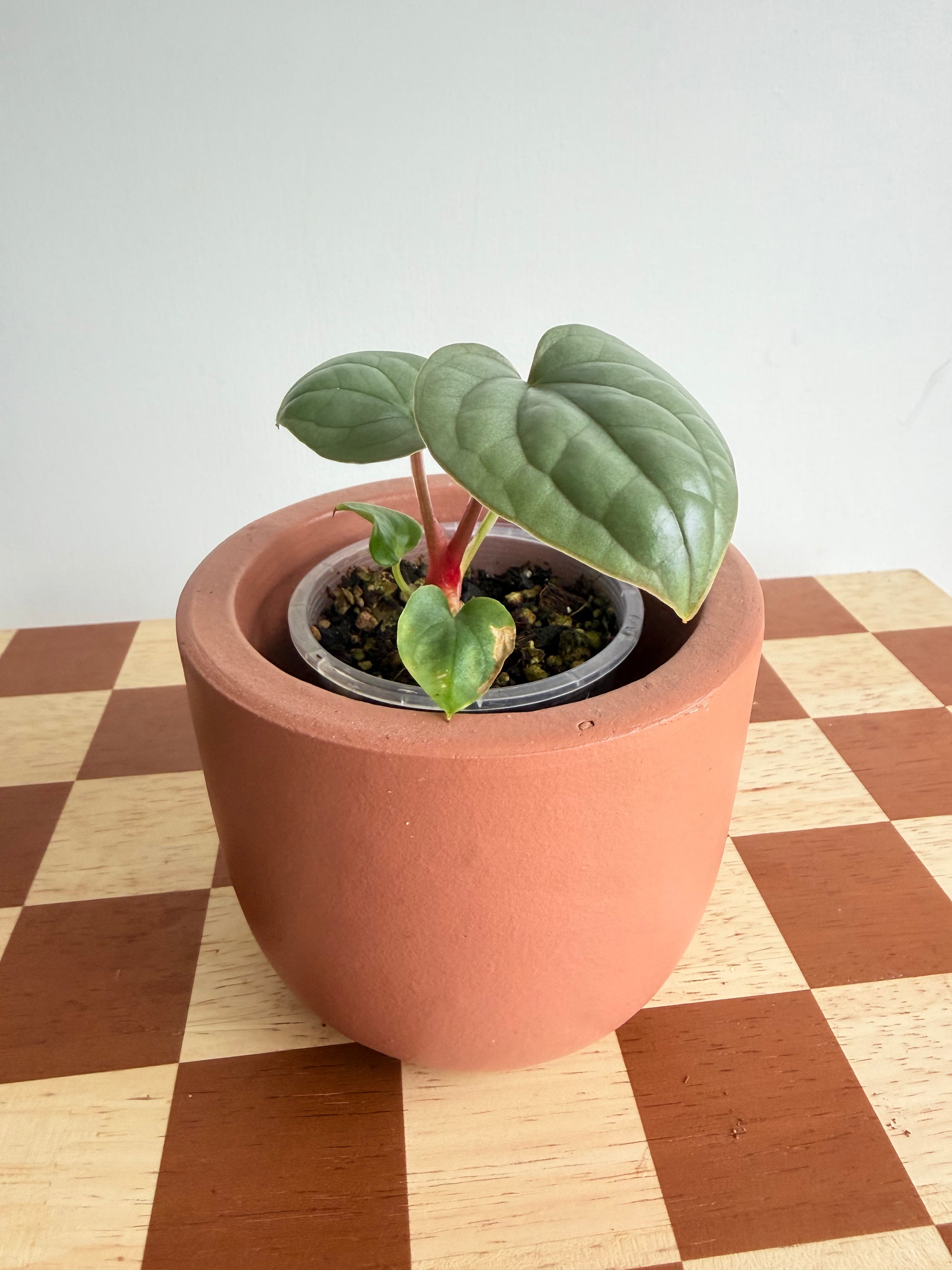 Anthurium Luxurians
