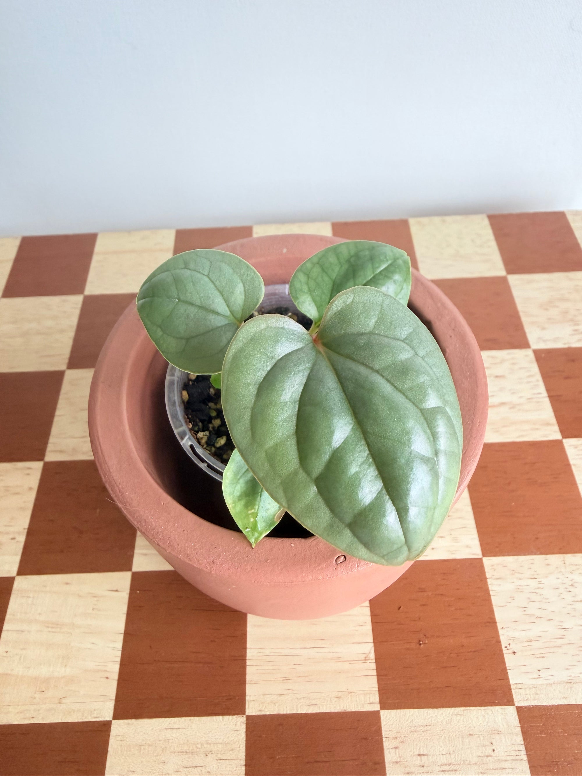 Anthurium Luxurians