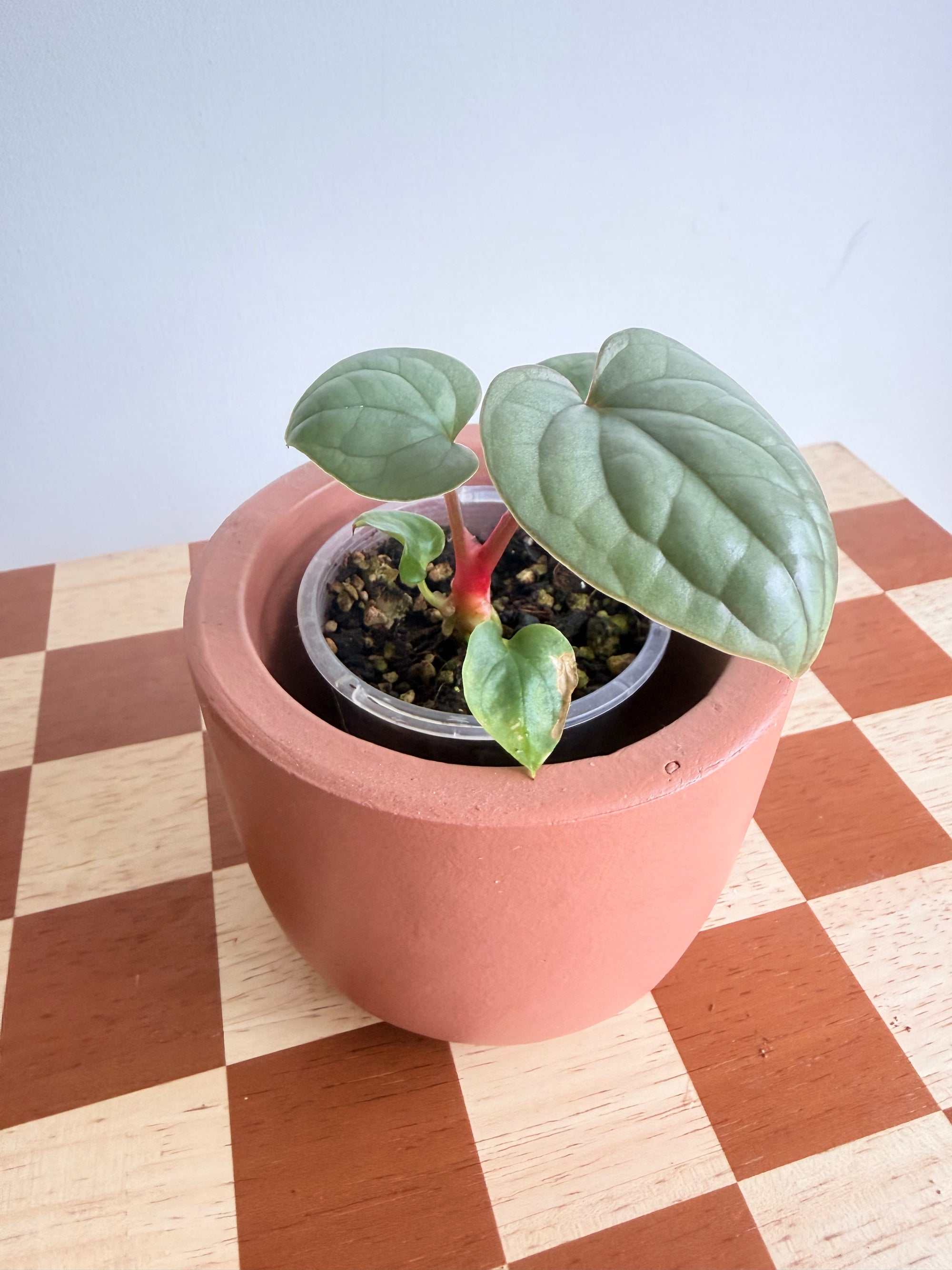 Anthurium Luxurians