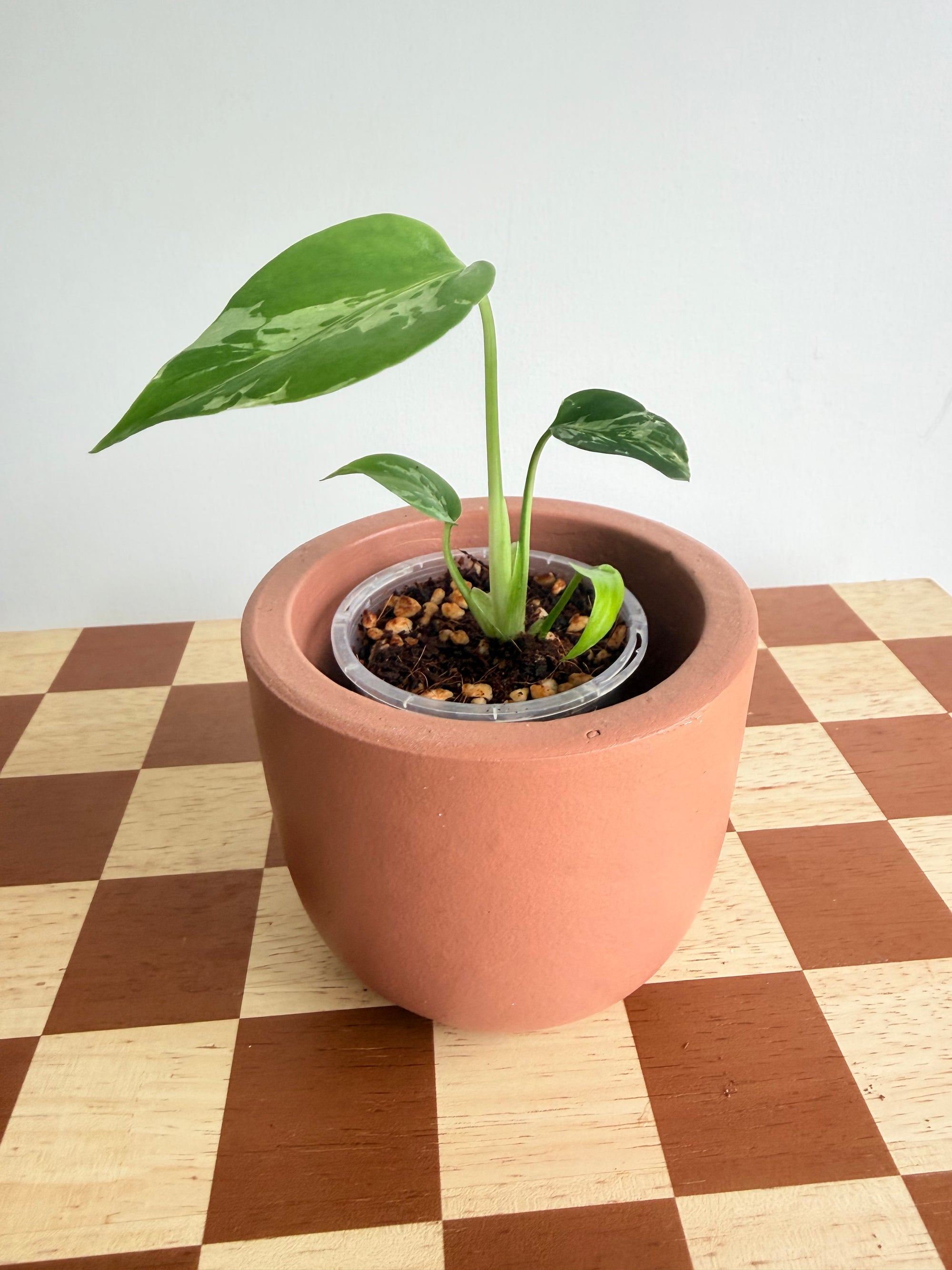 Monstera Deliciosa Bulbasaur
