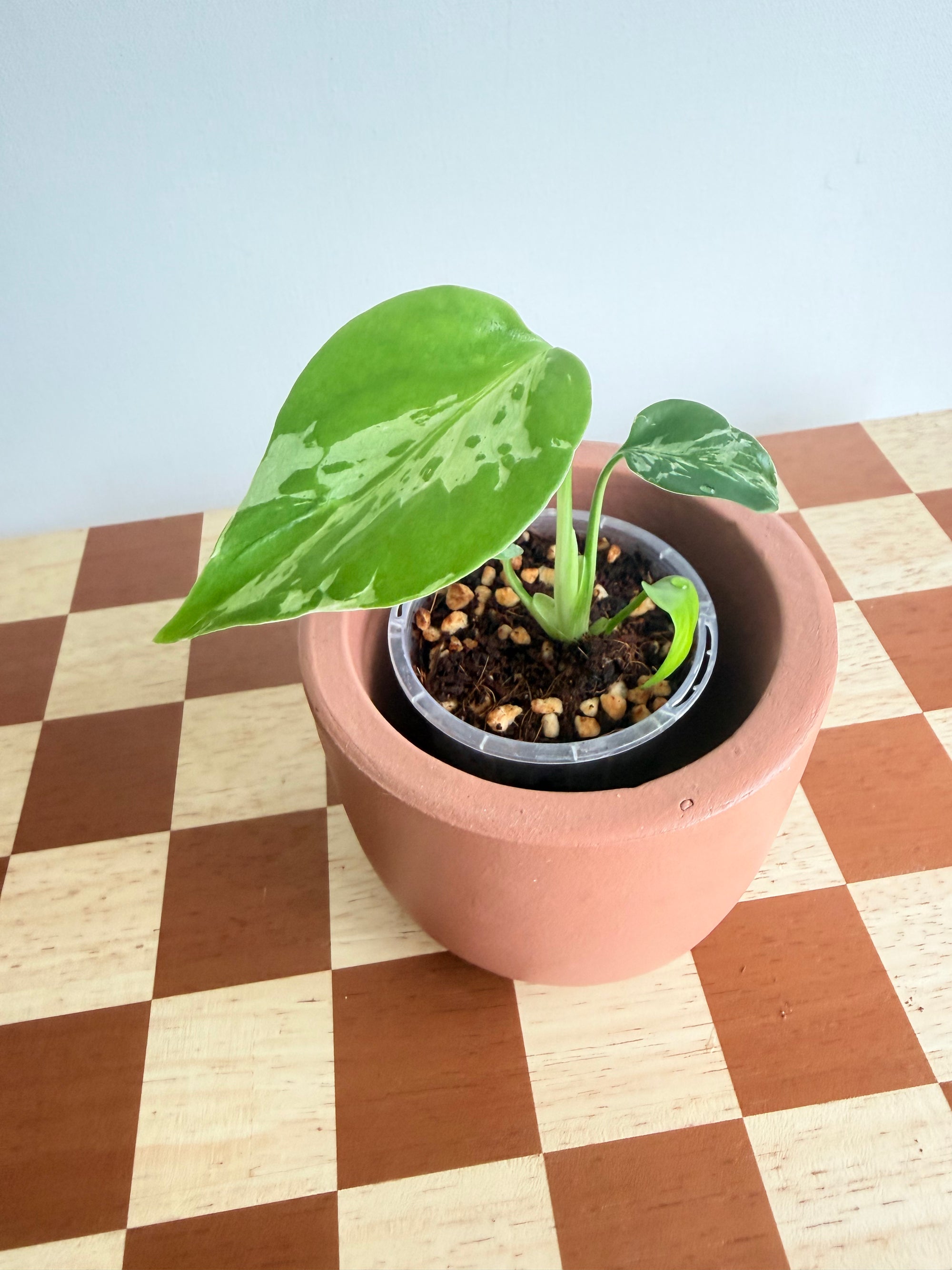 Monstera Deliciosa Bulbasaur