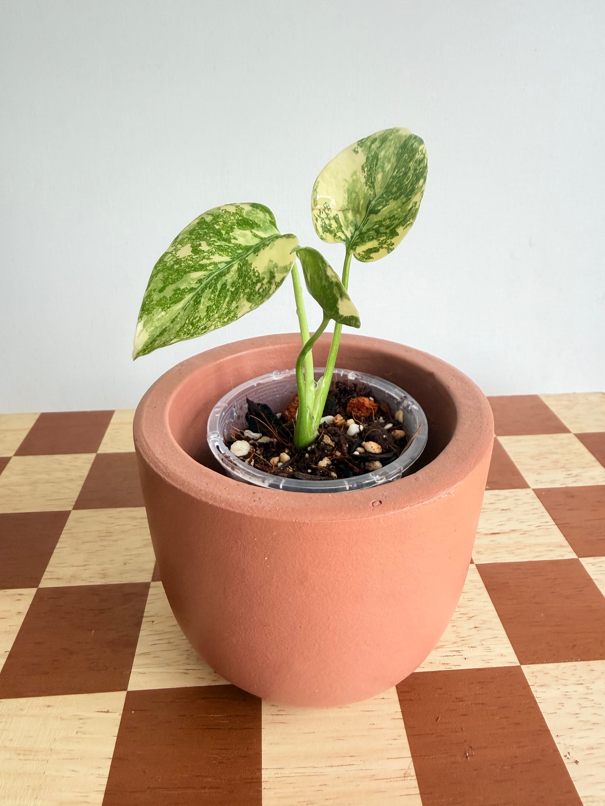 Monstera Deliciosa Cream Cheese