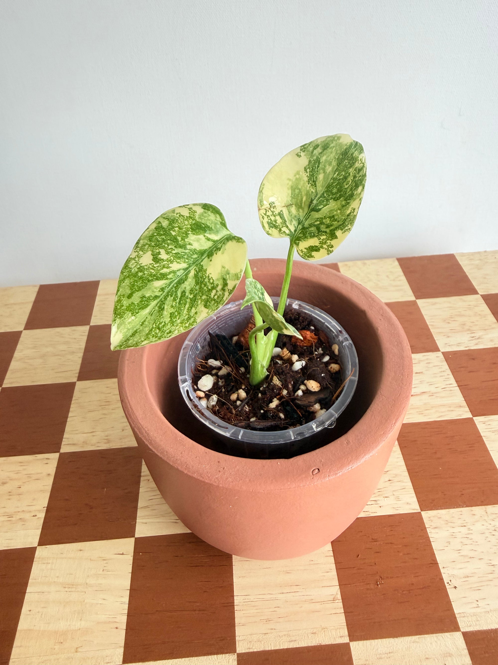 Monstera Deliciosa Cream Cheese