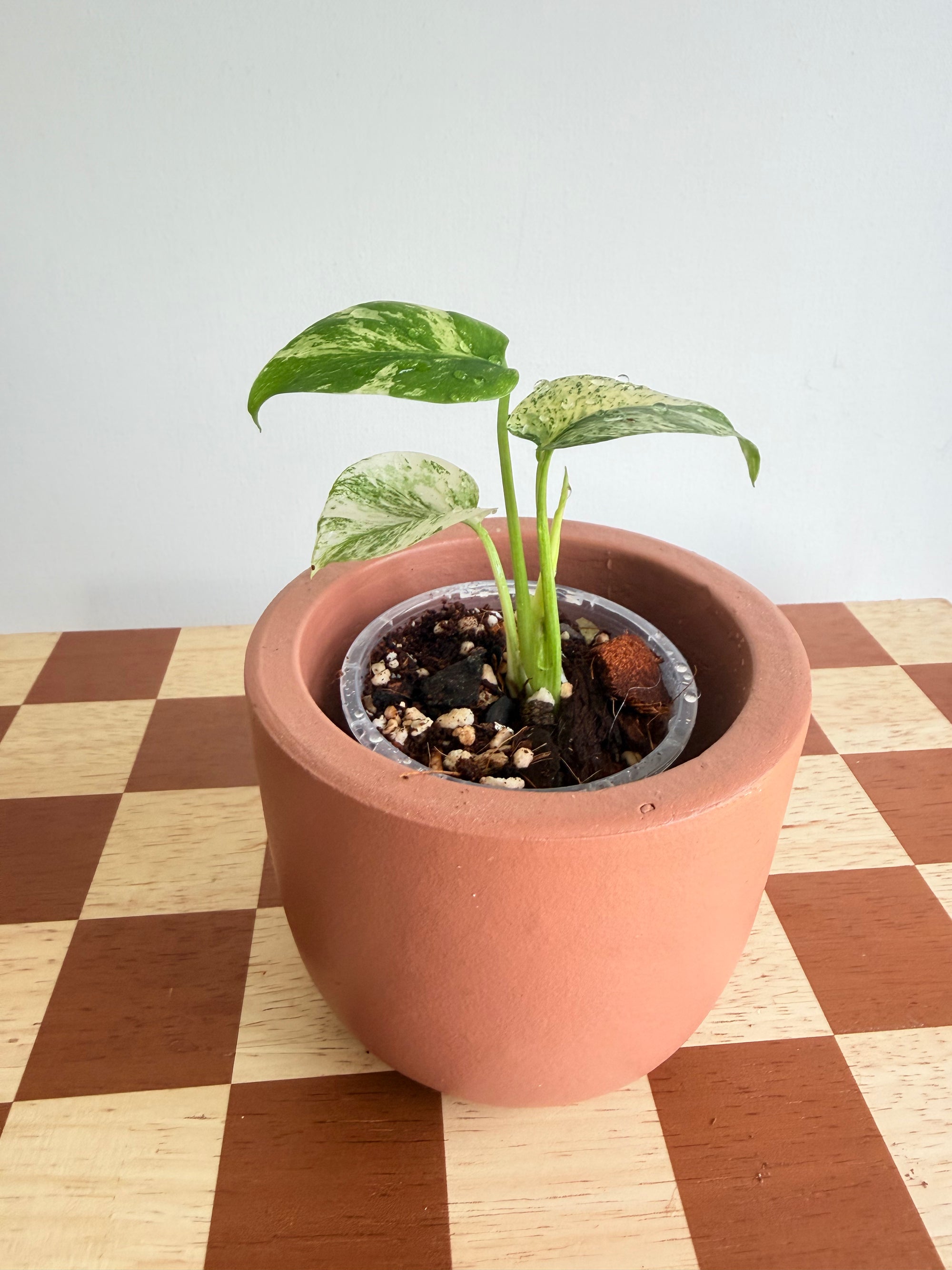 Monstera Deliciosa White Monster – The Rare Plantation Nz