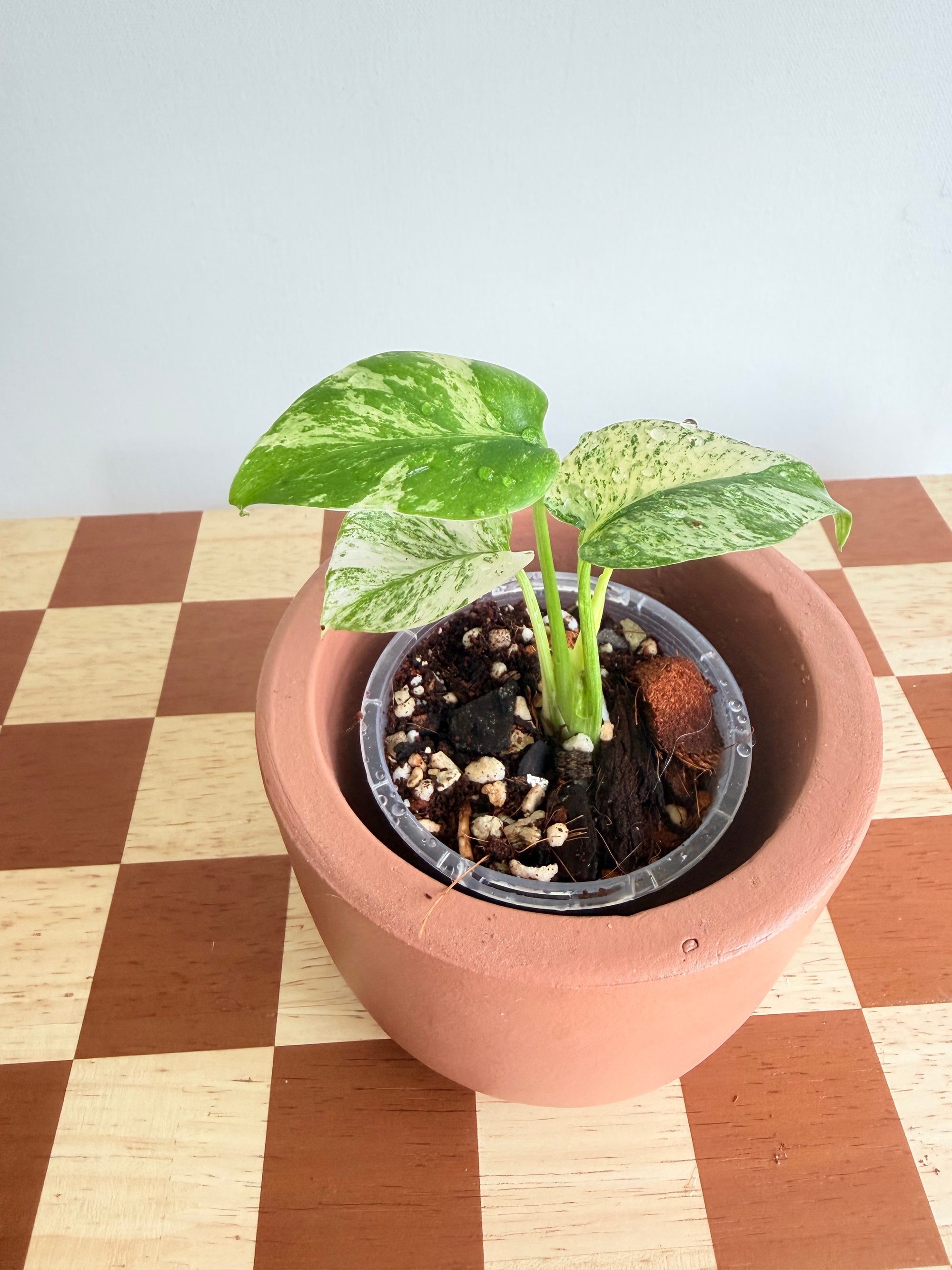 【確実正規】Monstera Deliciosa White Monster Monstera deliciosa 'White Monster' — Plant Wholesale FlorAccess