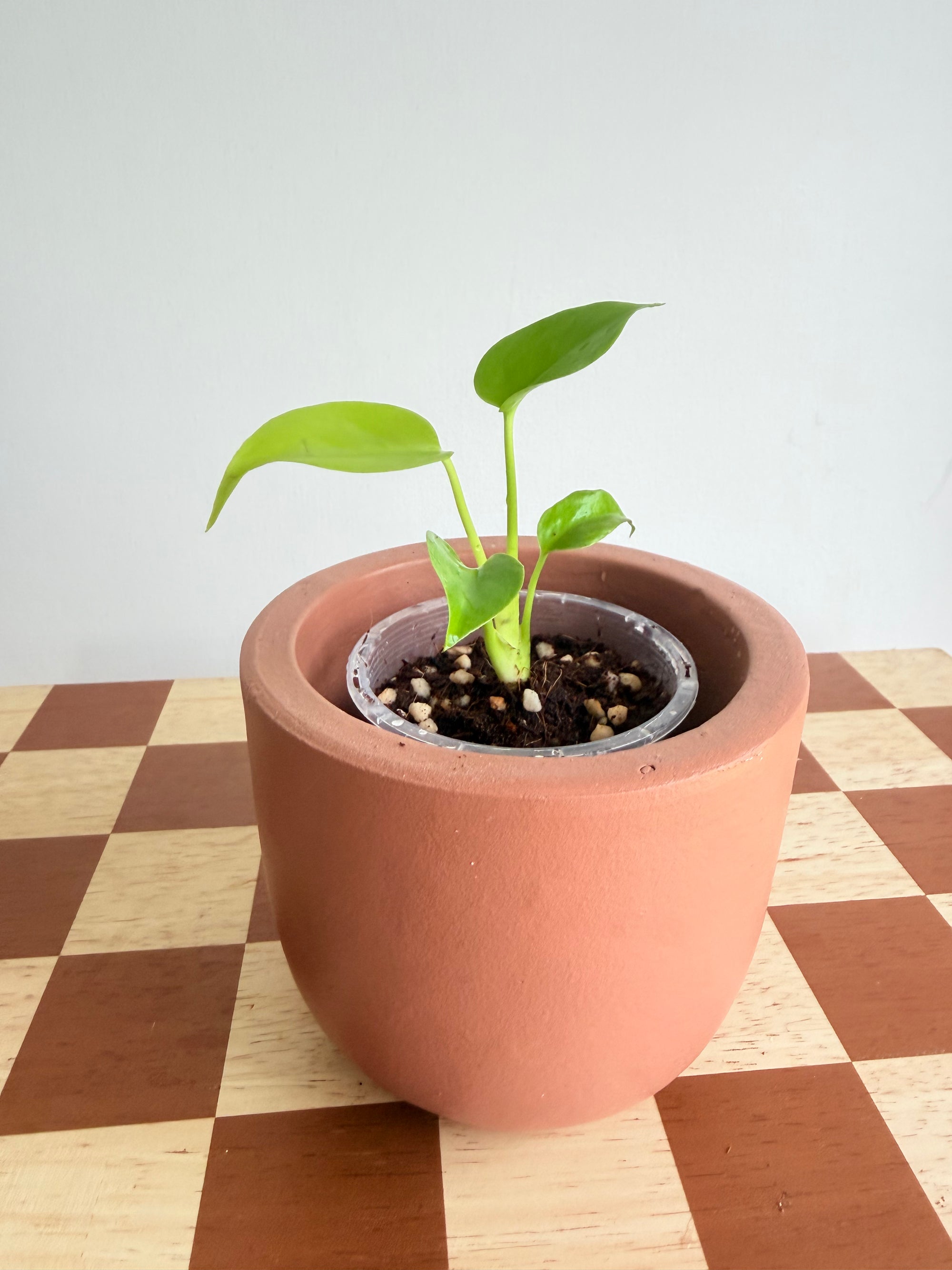 Monstera Deliciosa Lemon Lime