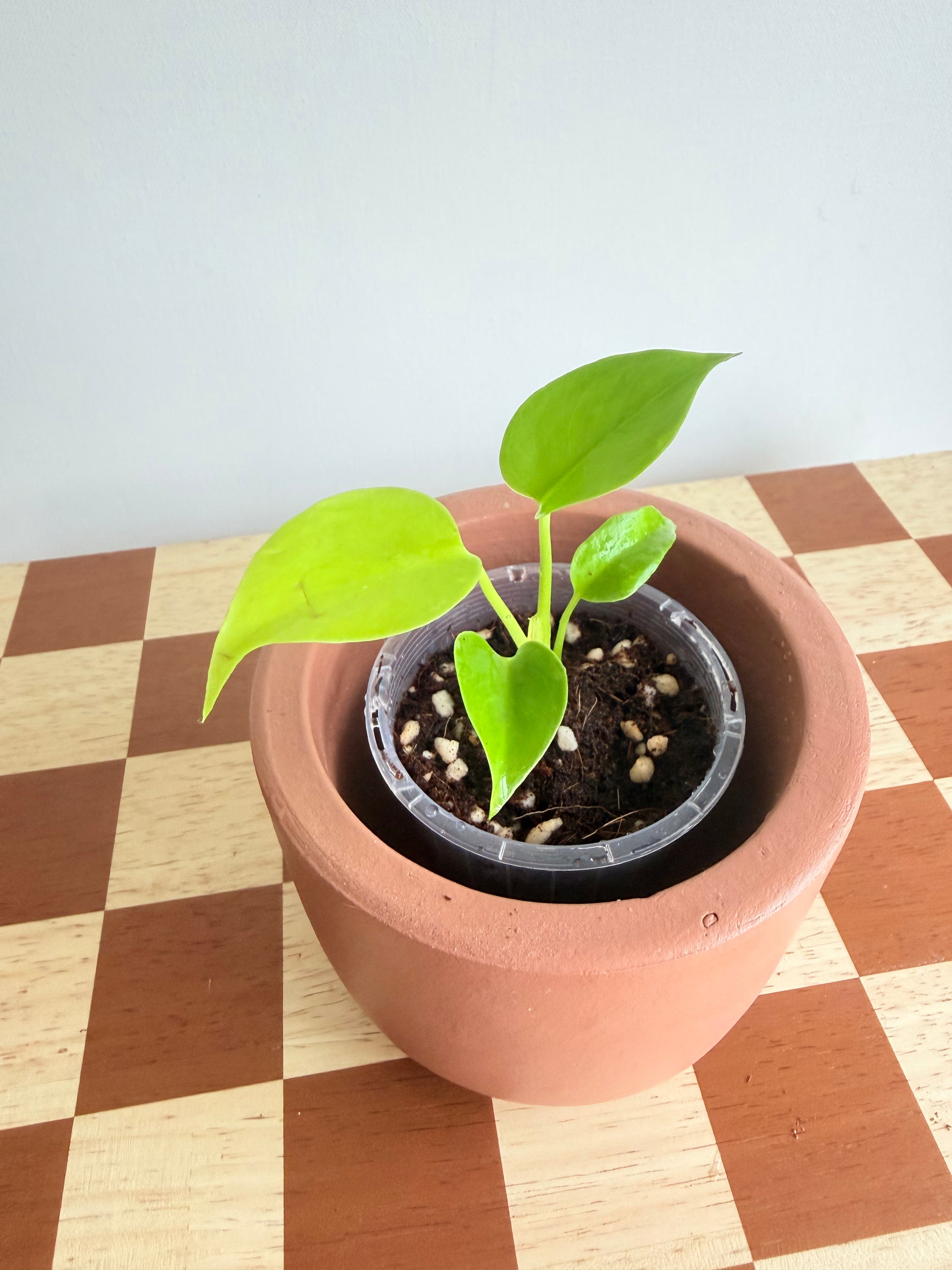 Monstera Deliciosa Lemon Lime