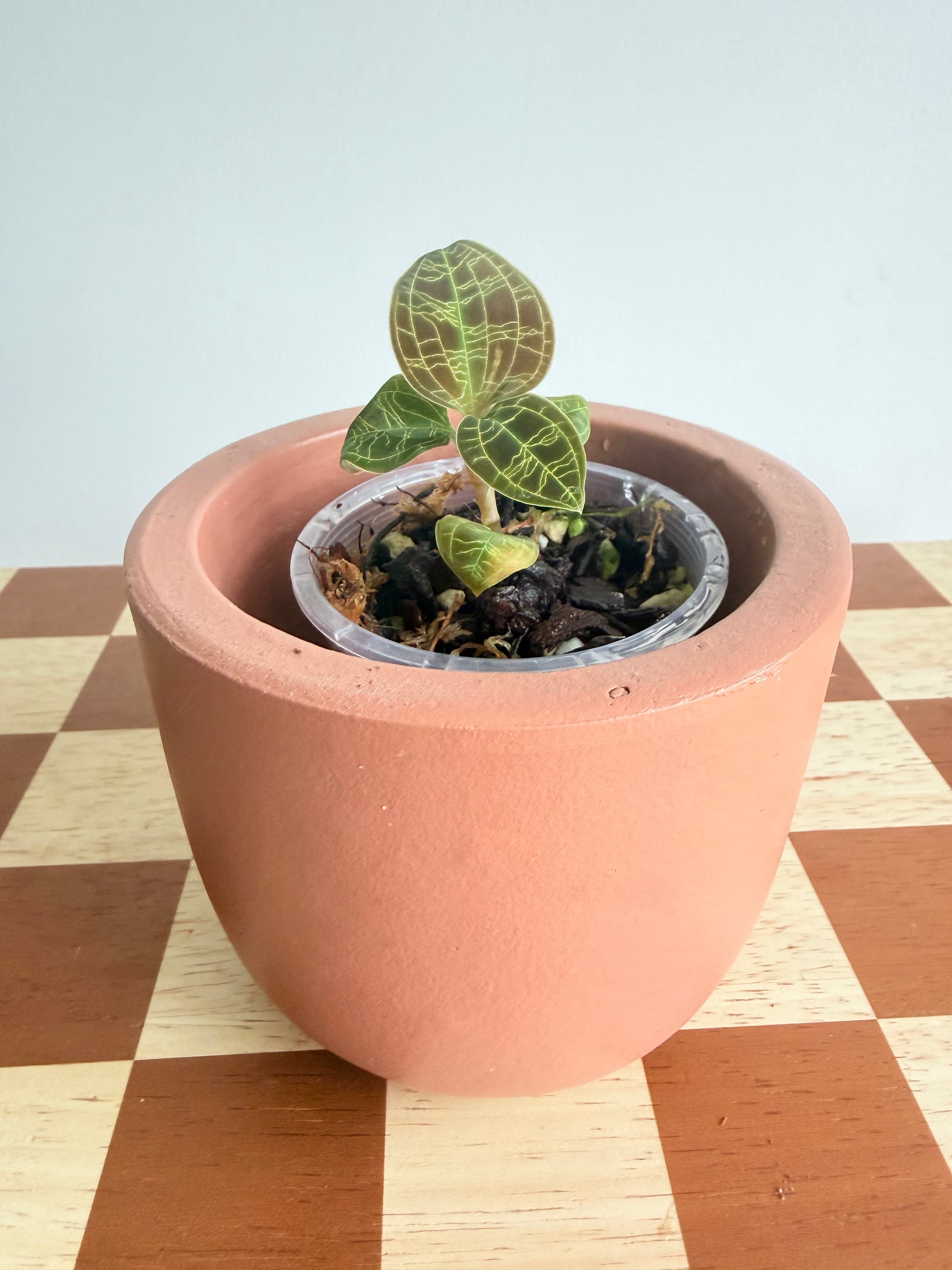 Macodes Petola Lightning Bolt