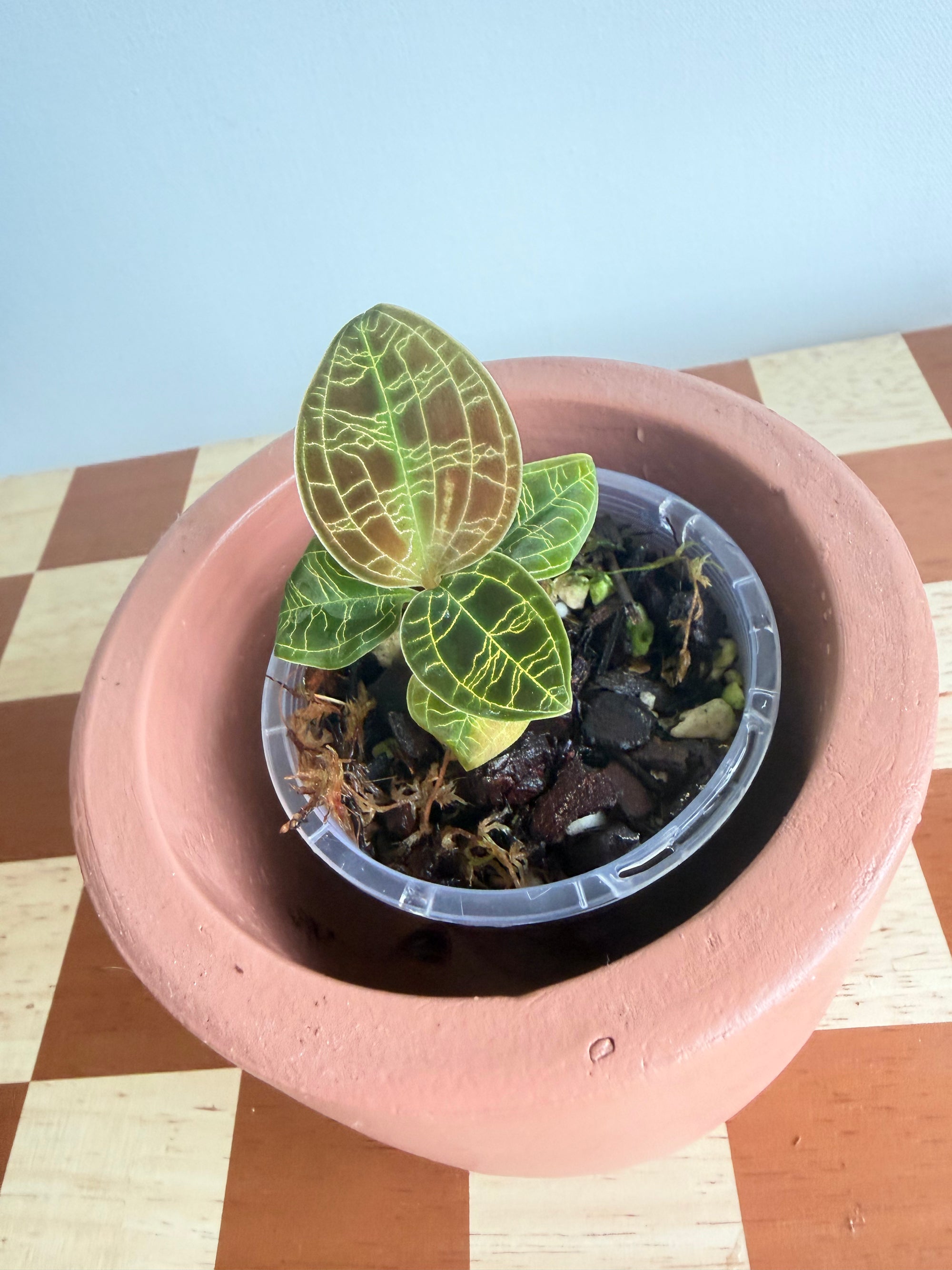 Macodes Petola Lightning Bolt