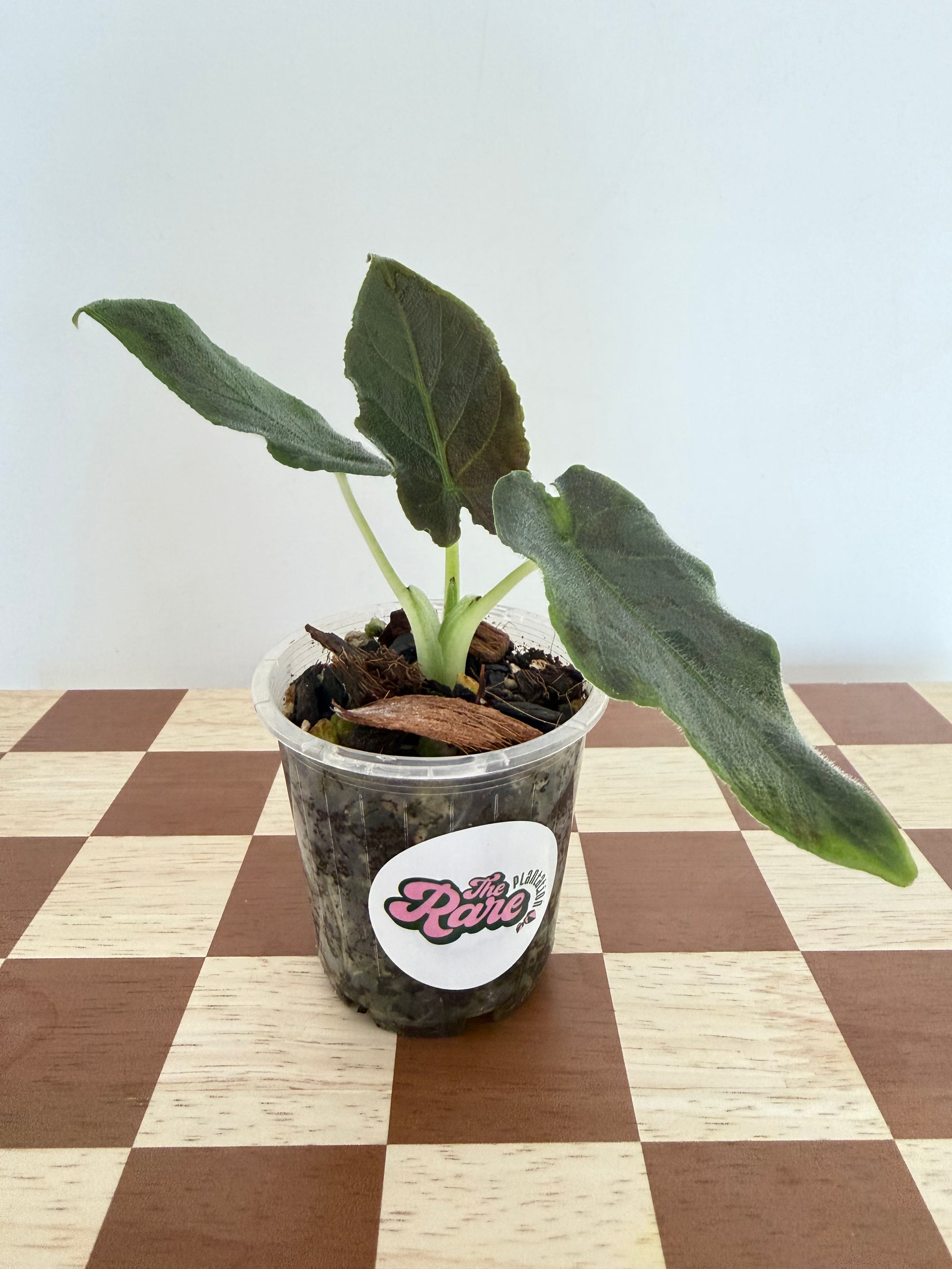 Alocasia Antoro Velvet