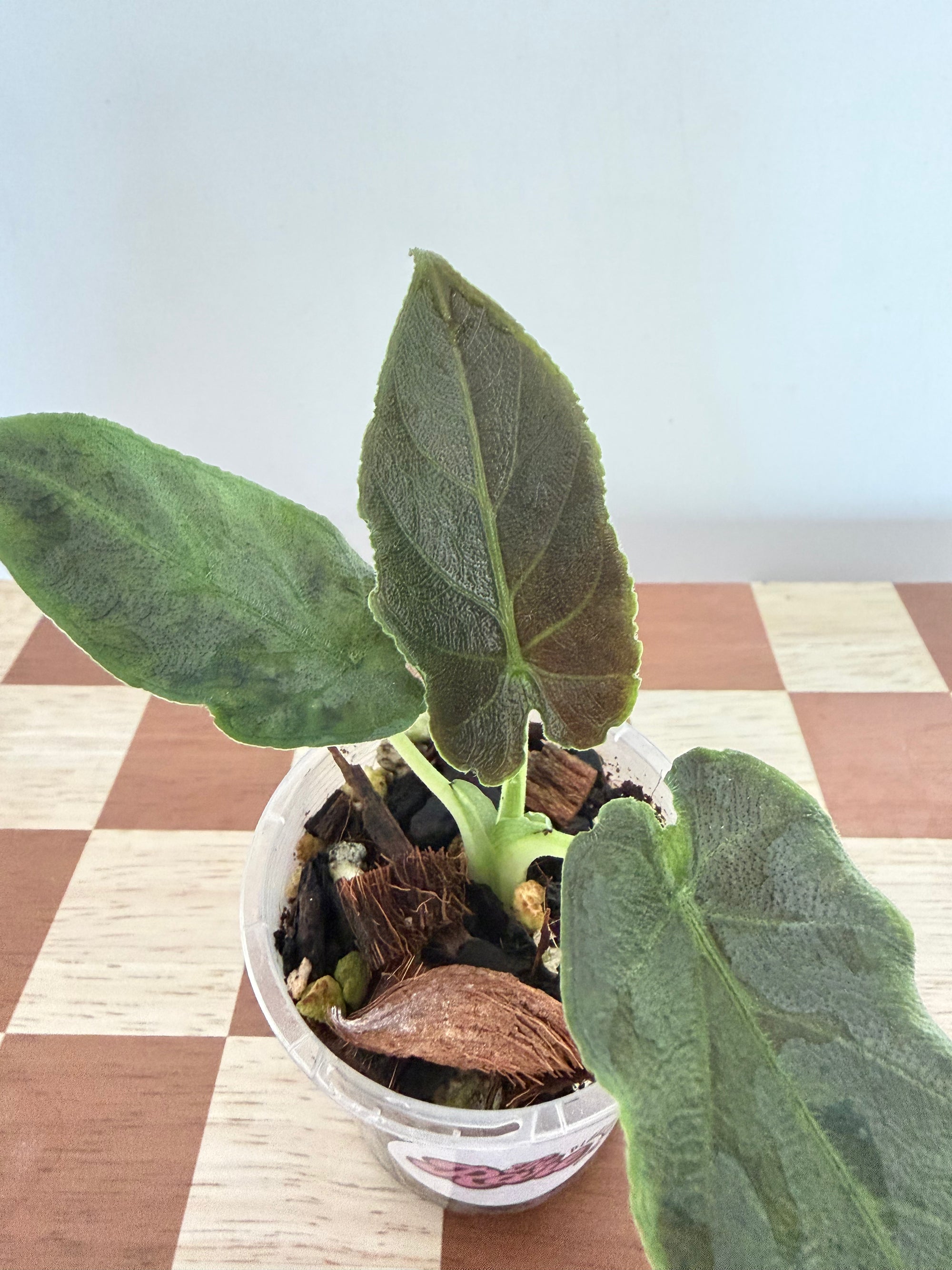 Alocasia Antoro Velvet