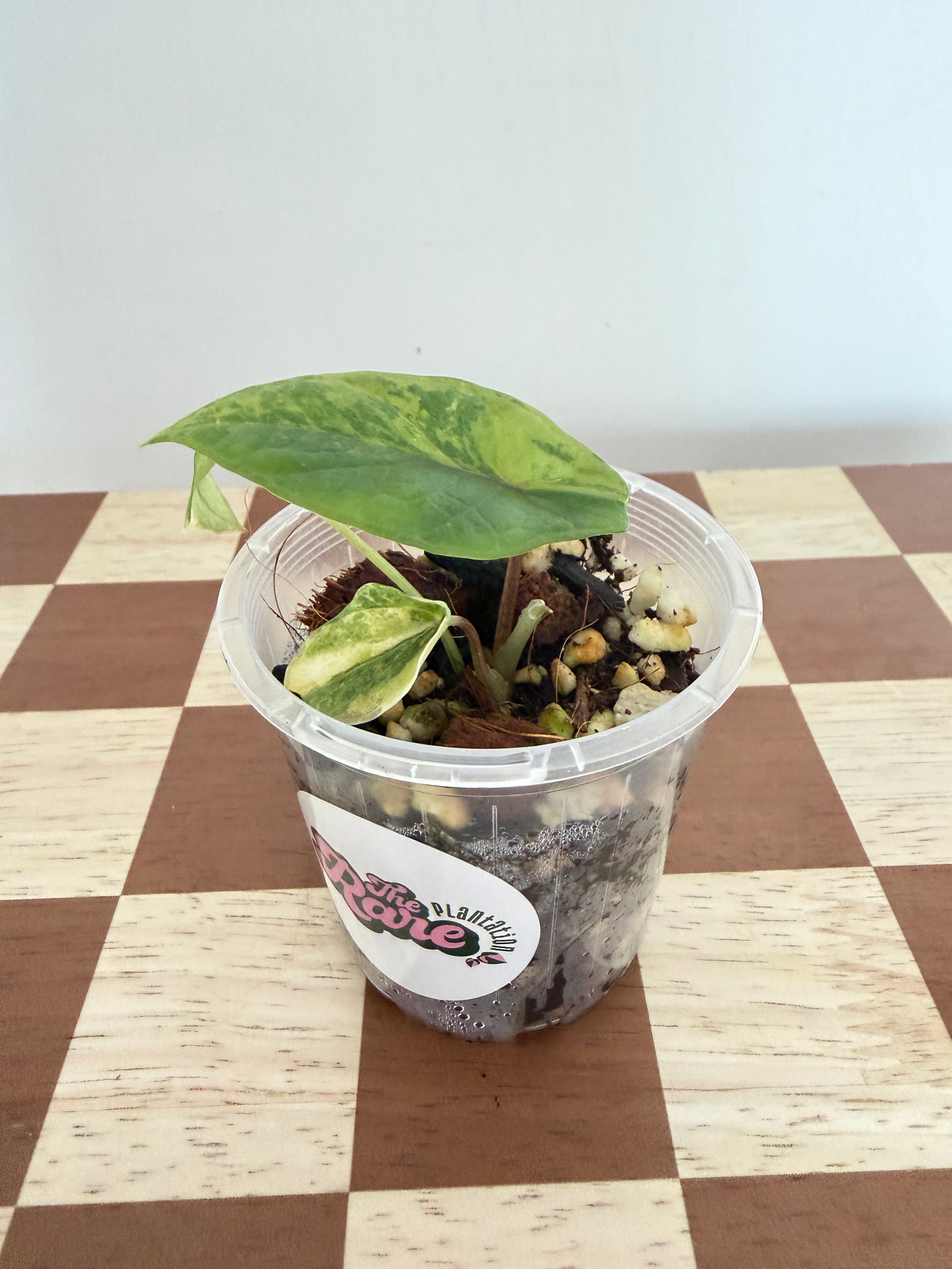Alocasia Scalprum Aurea
