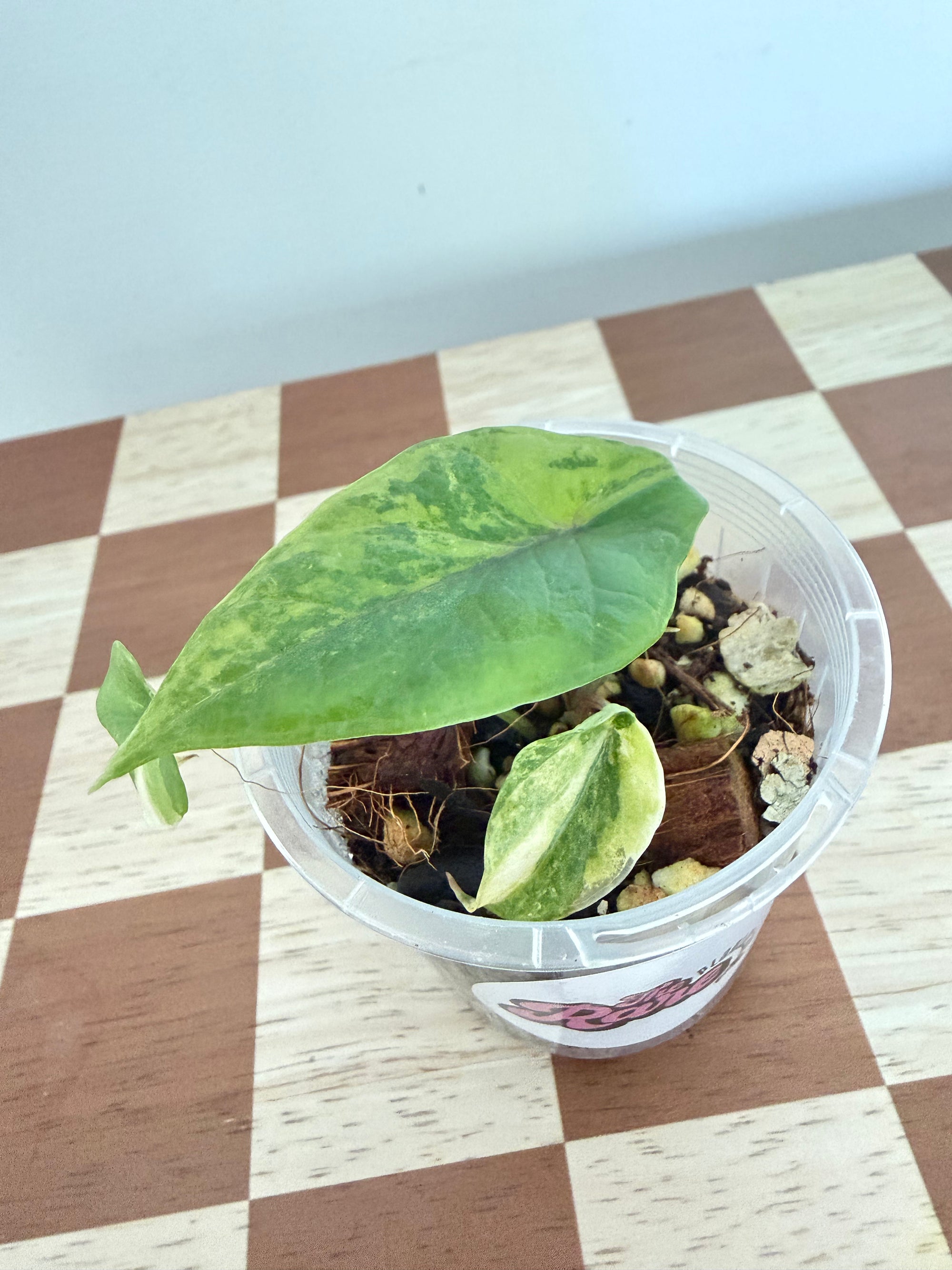 Alocasia Scalprum Aurea