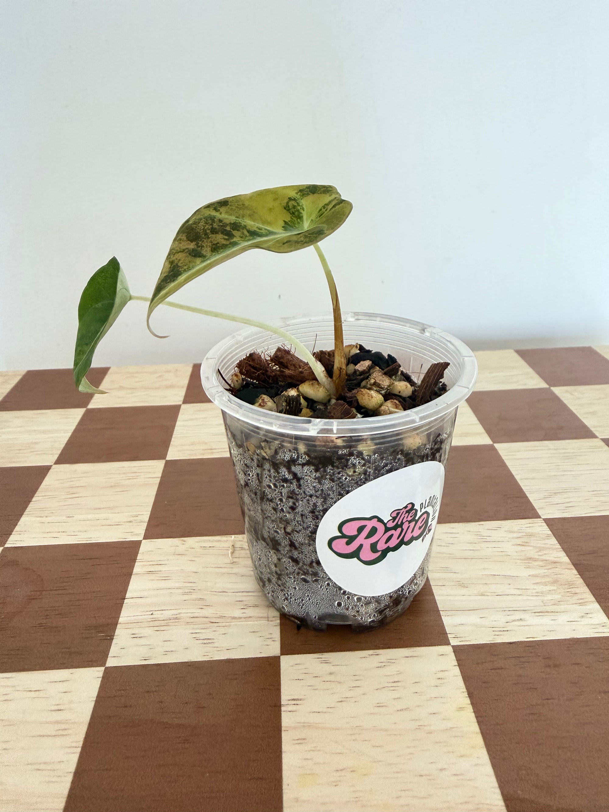 Alocasia Black Velvet Gold