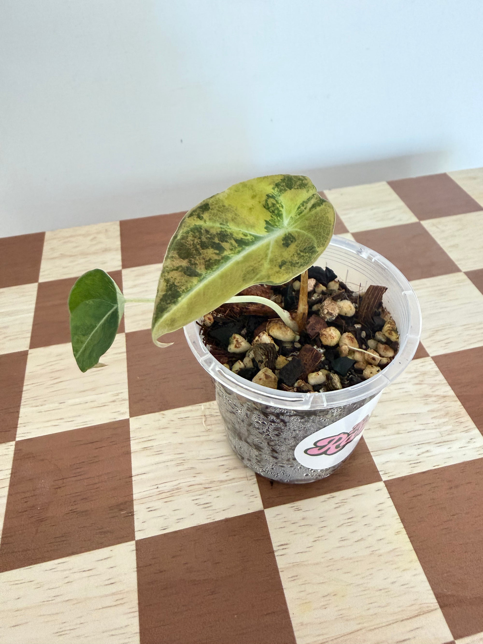 Alocasia Black Velvet Gold