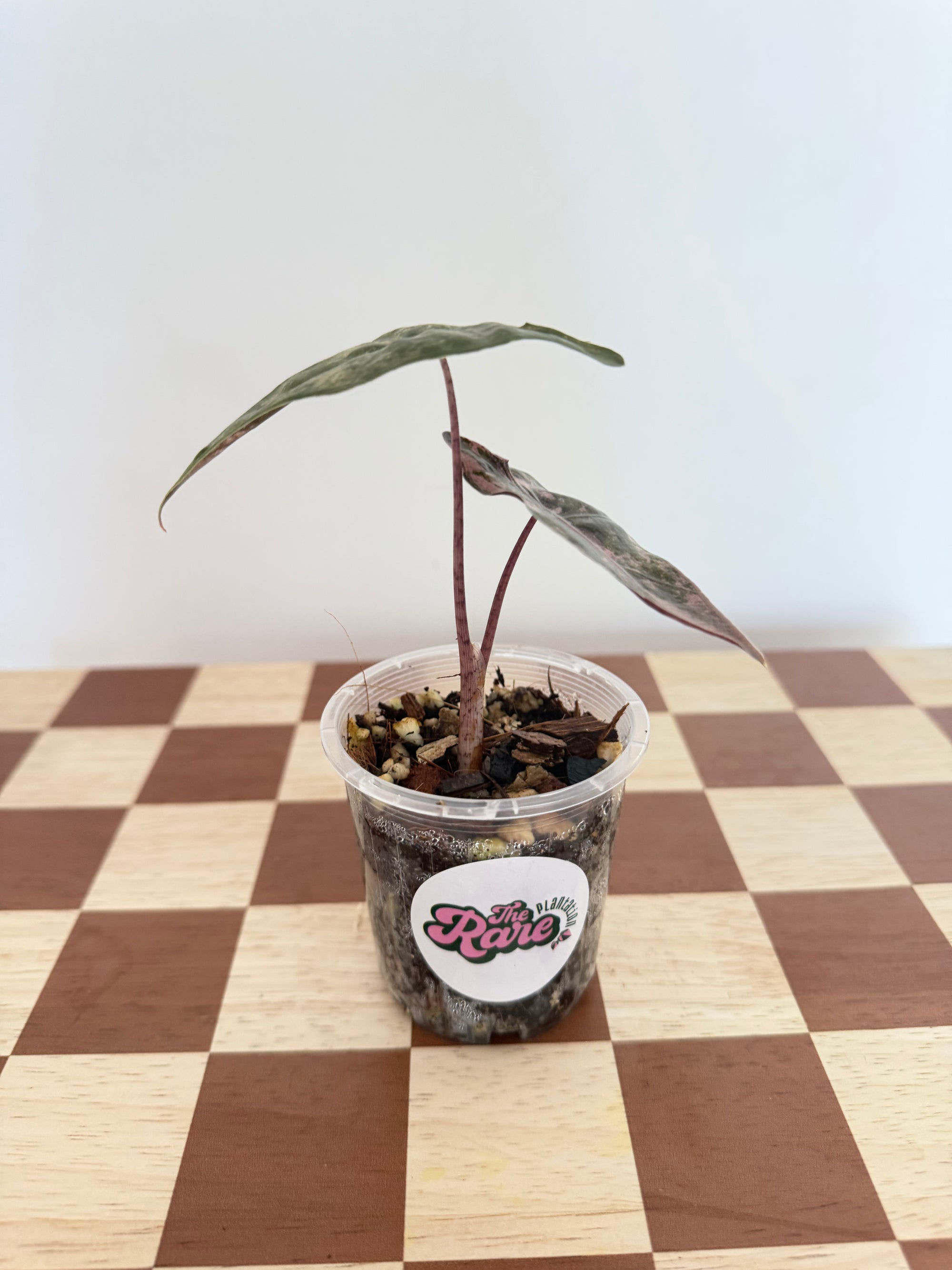 Alocasia Sanderiana Pink -Plant A