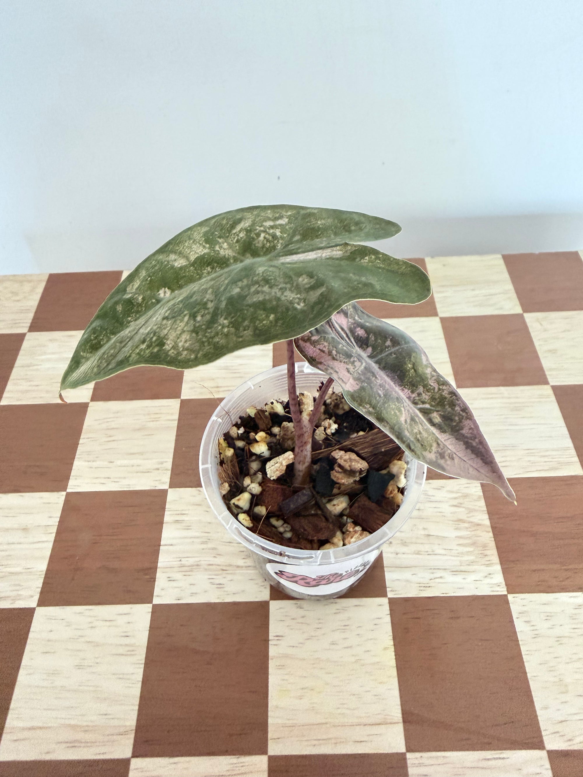 Alocasia Sanderiana Pink -Plant A
