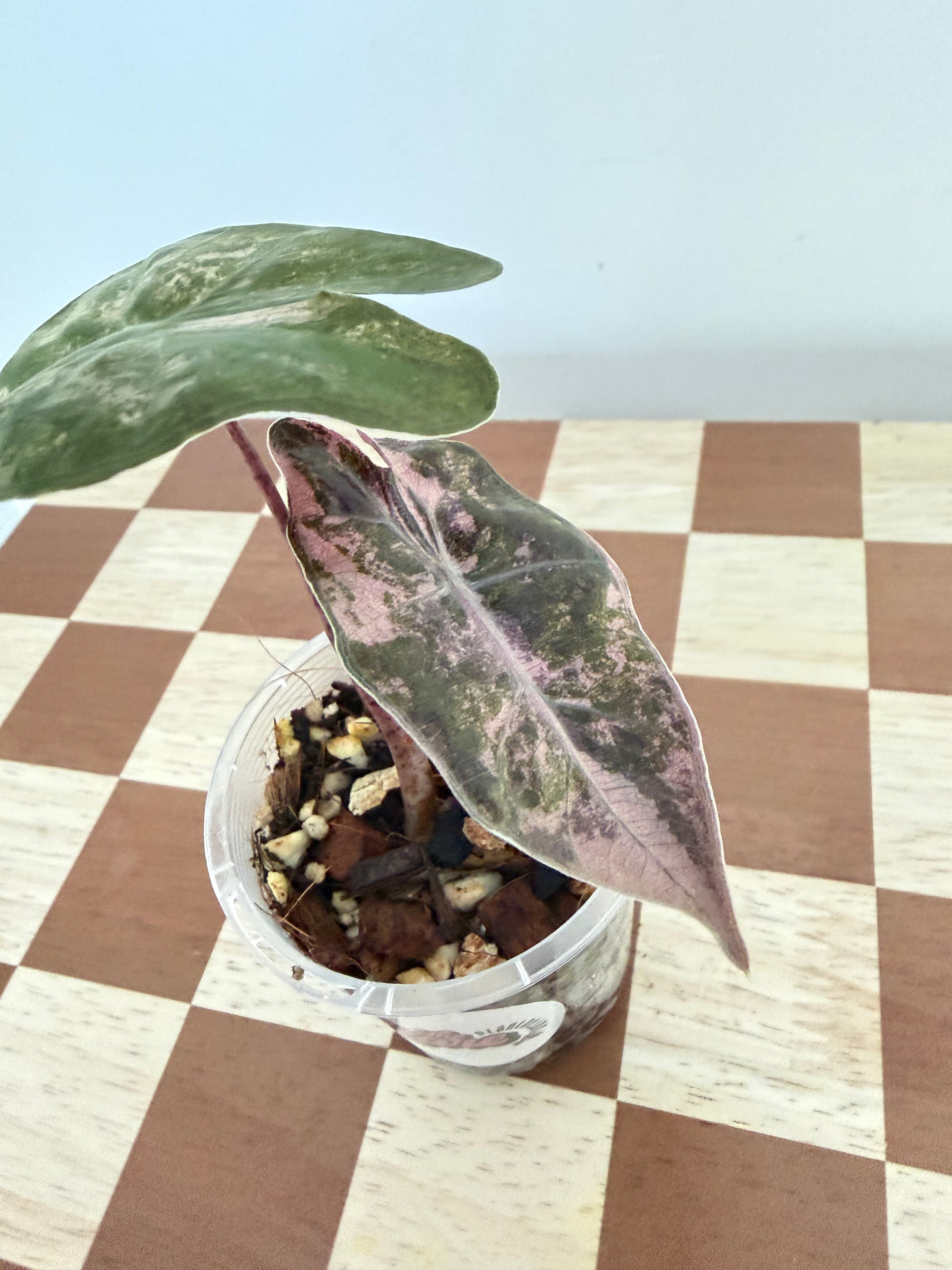 Alocasia Sanderiana Pink -Plant A