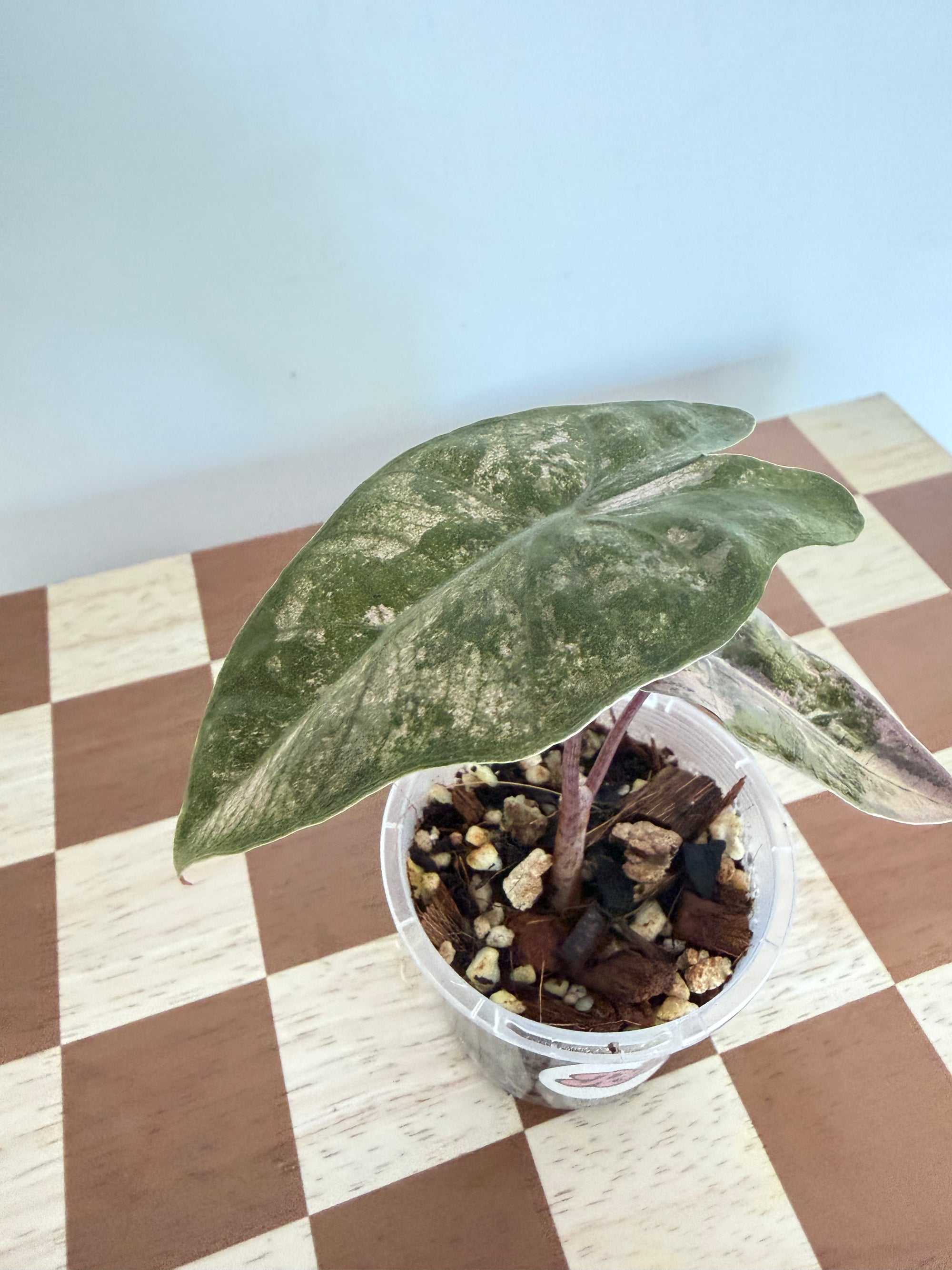 Alocasia Sanderiana Pink -Plant A