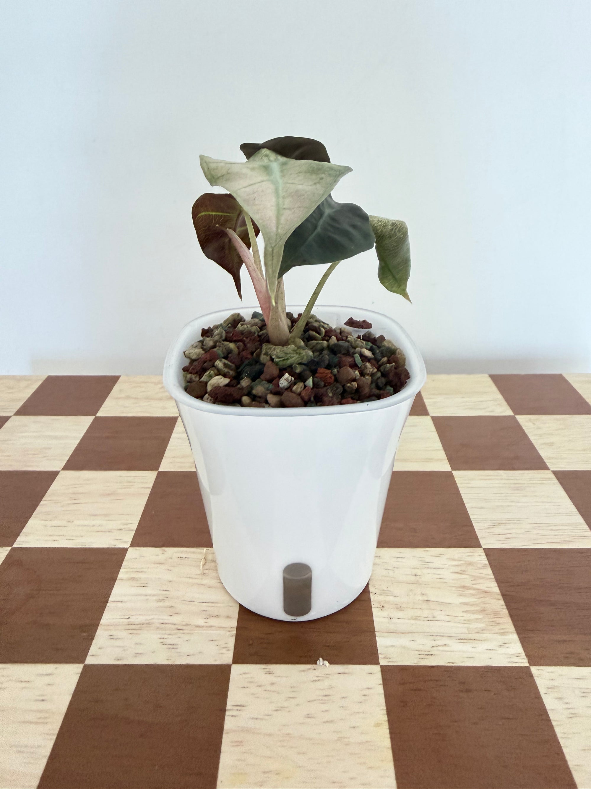 Alocasia Polly Pink Mint- In Pon