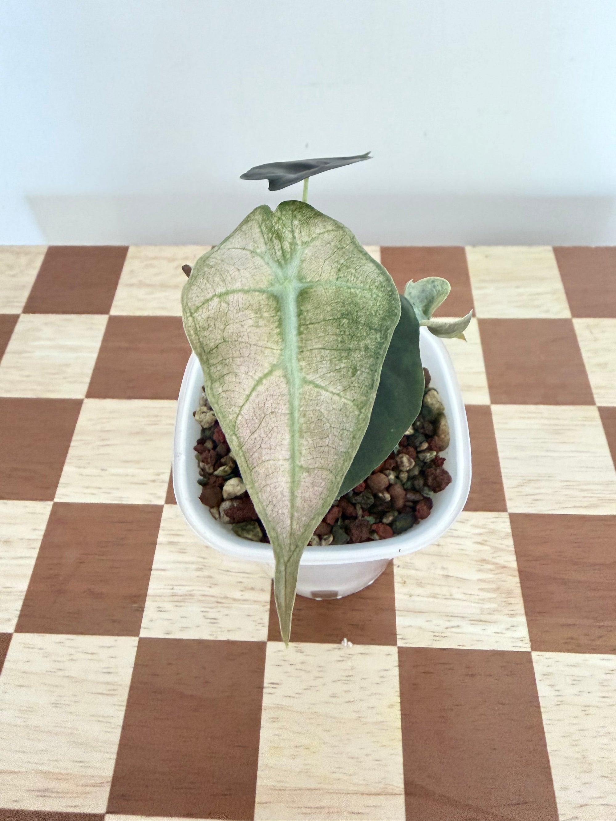 Alocasia Polly Pink Mint- In Pon