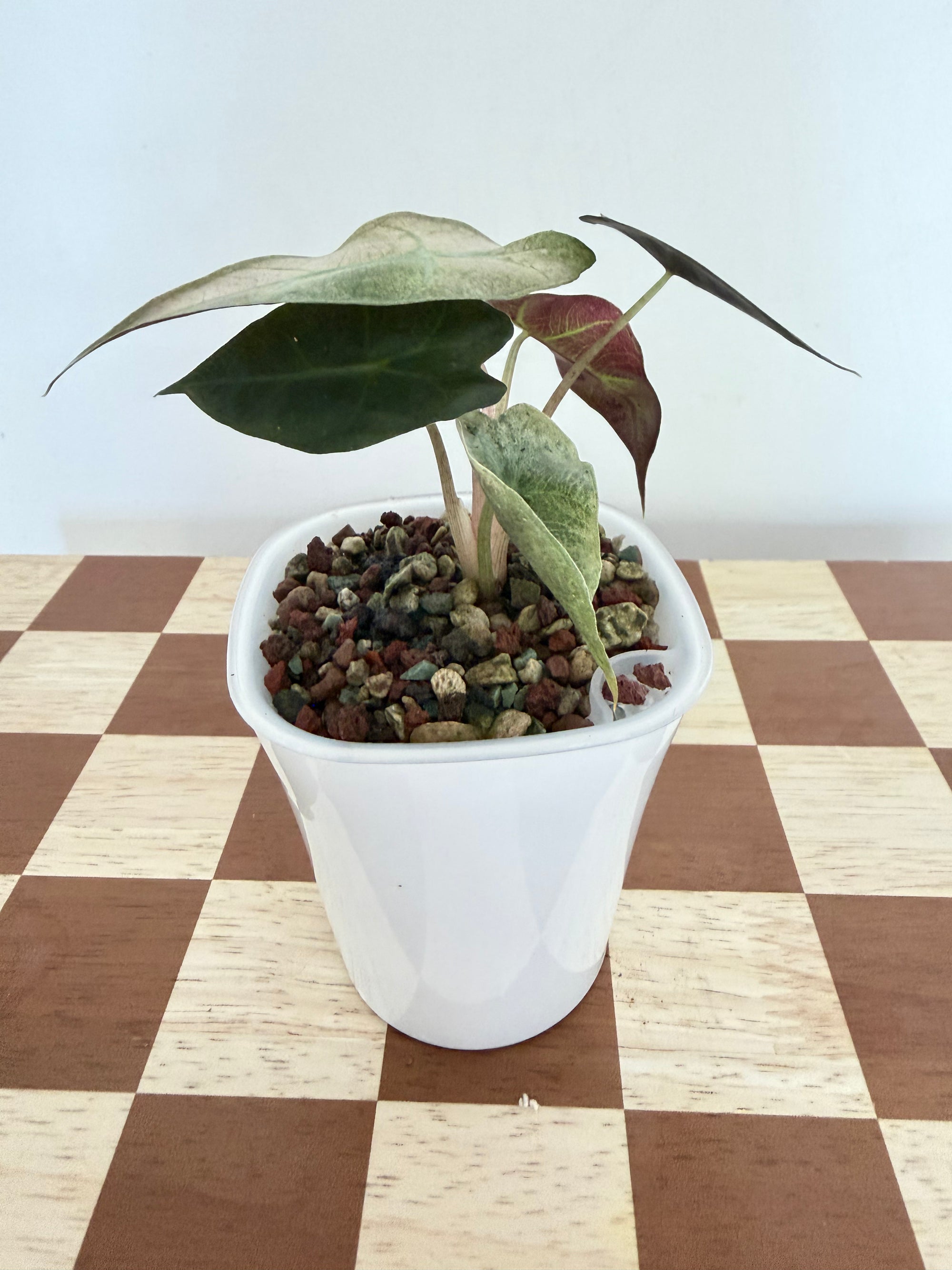 Alocasia Polly Pink Mint- In Pon