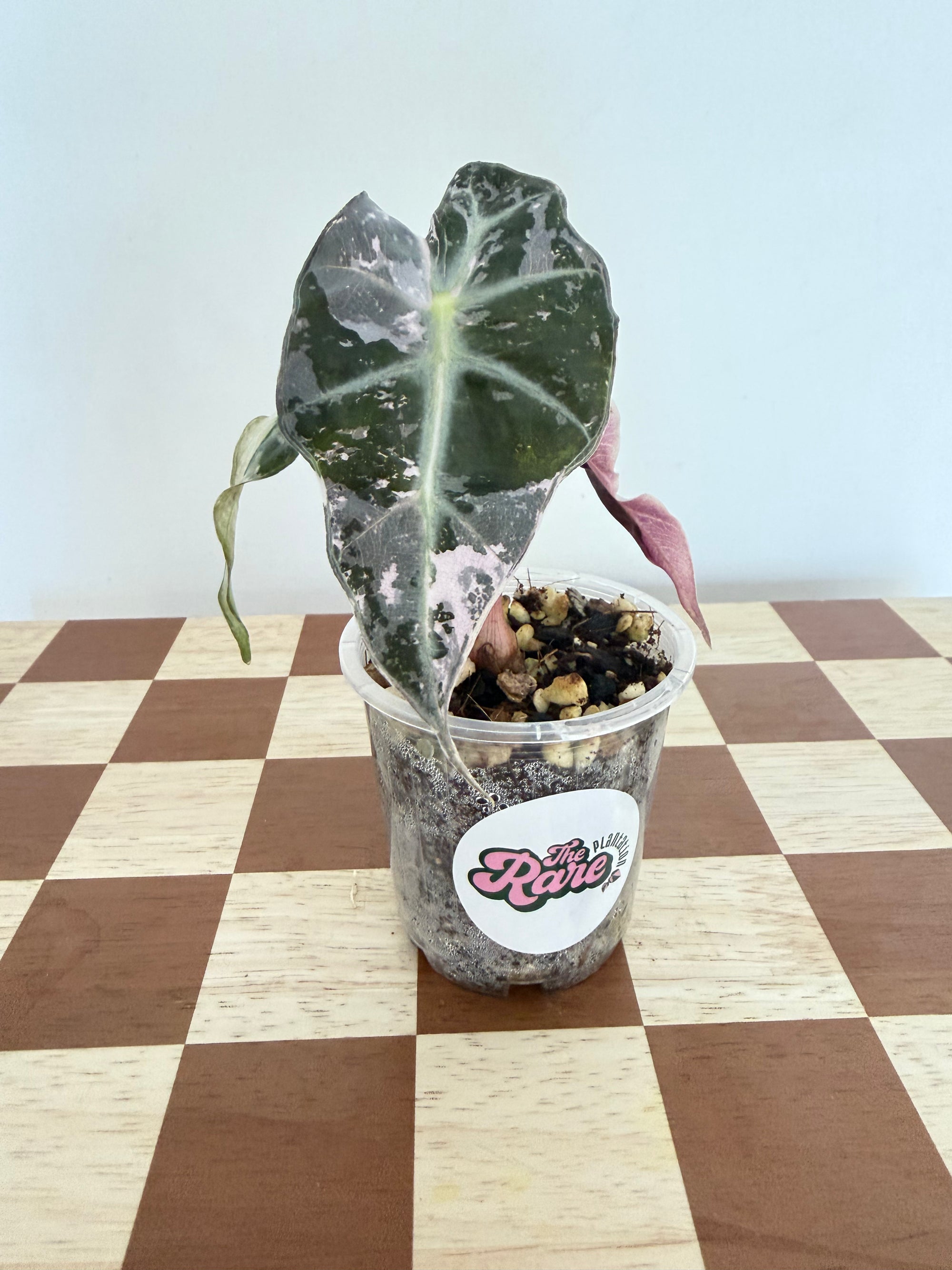 Alocasia Polly Snowflake
