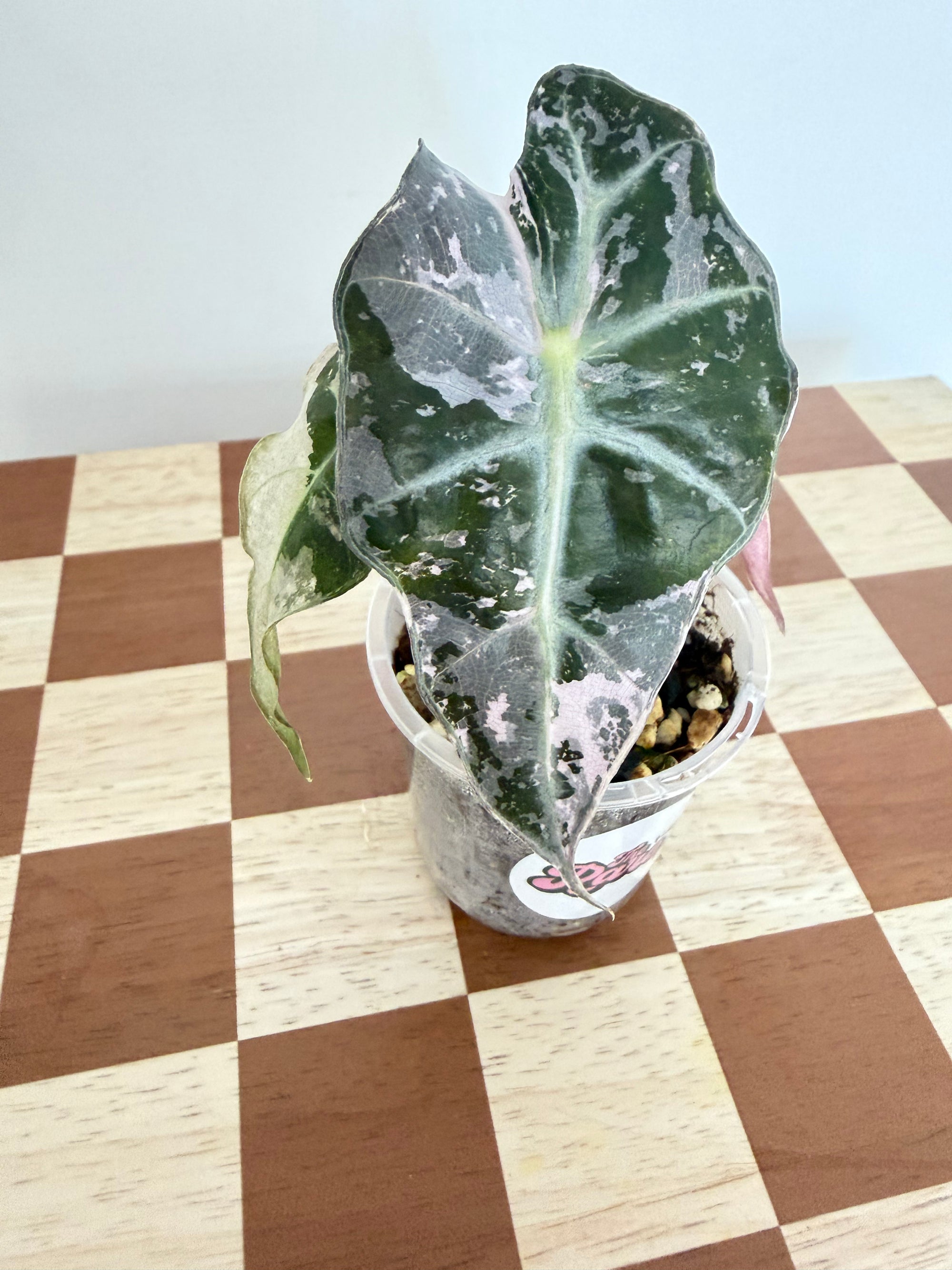 Alocasia Polly Snowflake