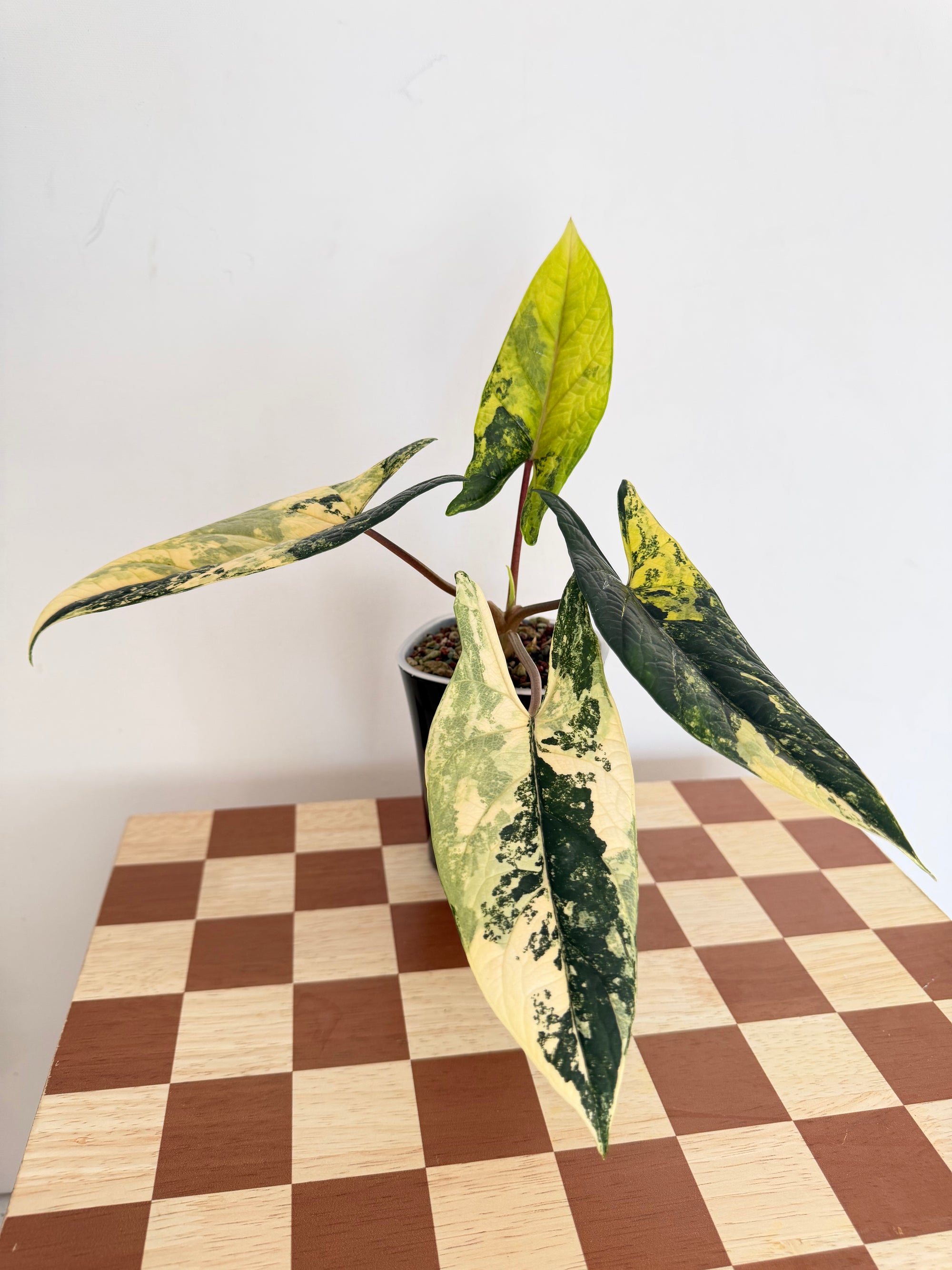 Alocasia Scalprum Aurea