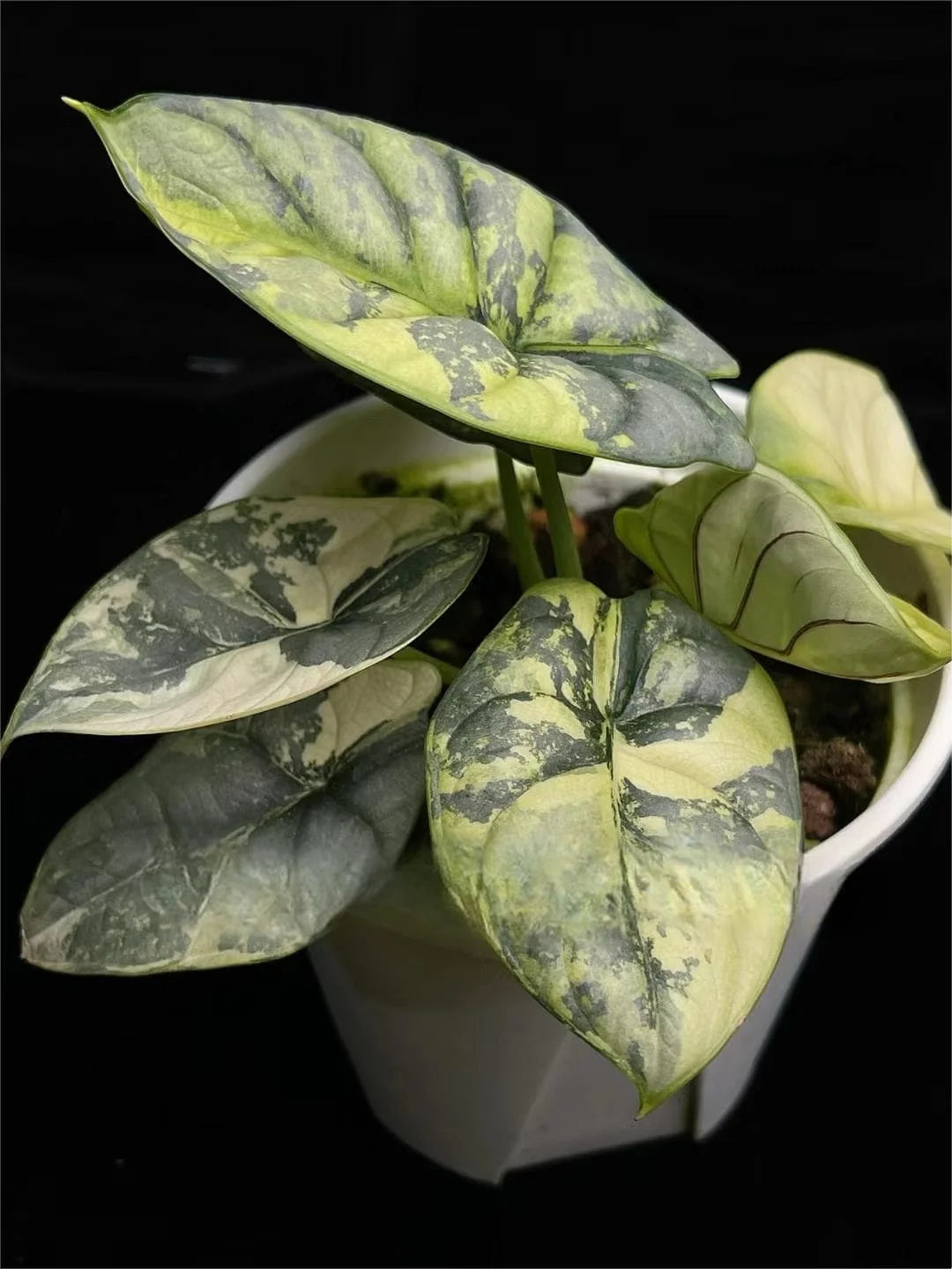 Alocasia Silver Dragon Aurea