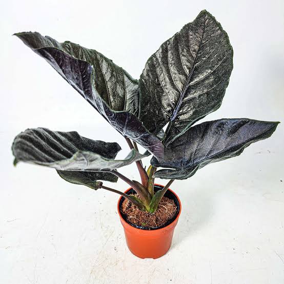 Alocasia Antoro Velvet